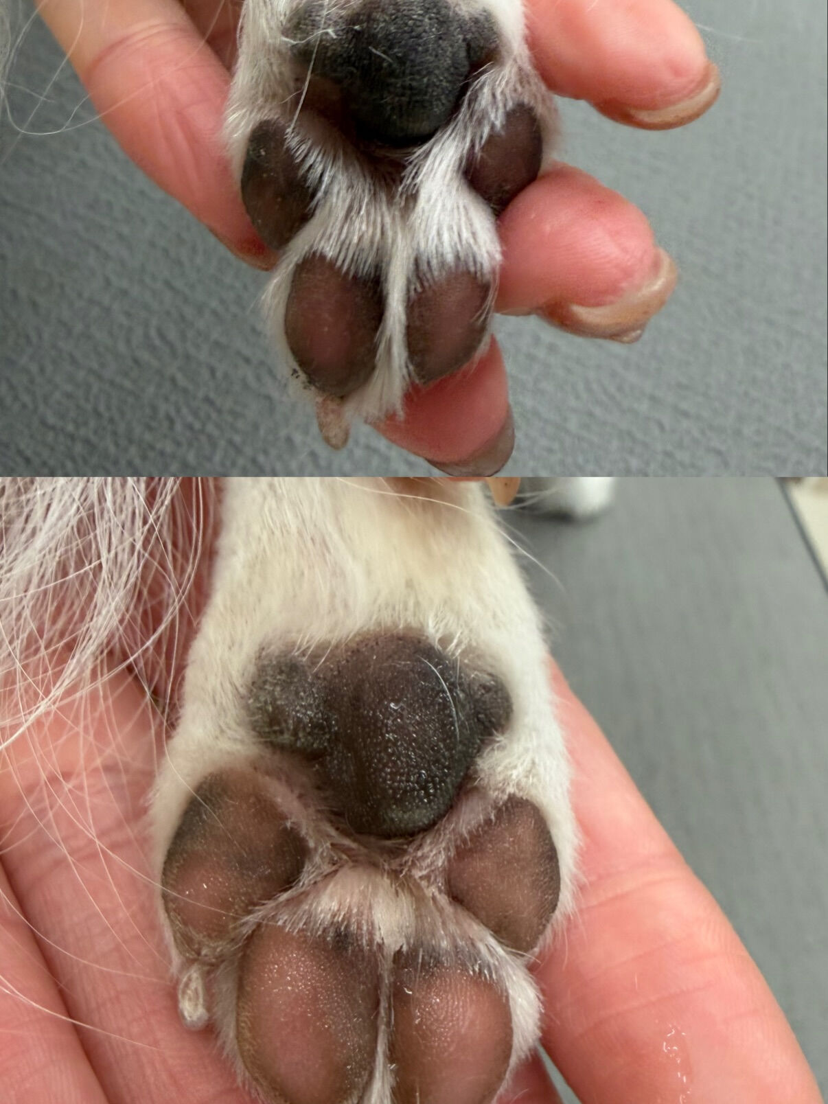 チワワ♡ハーブパック
