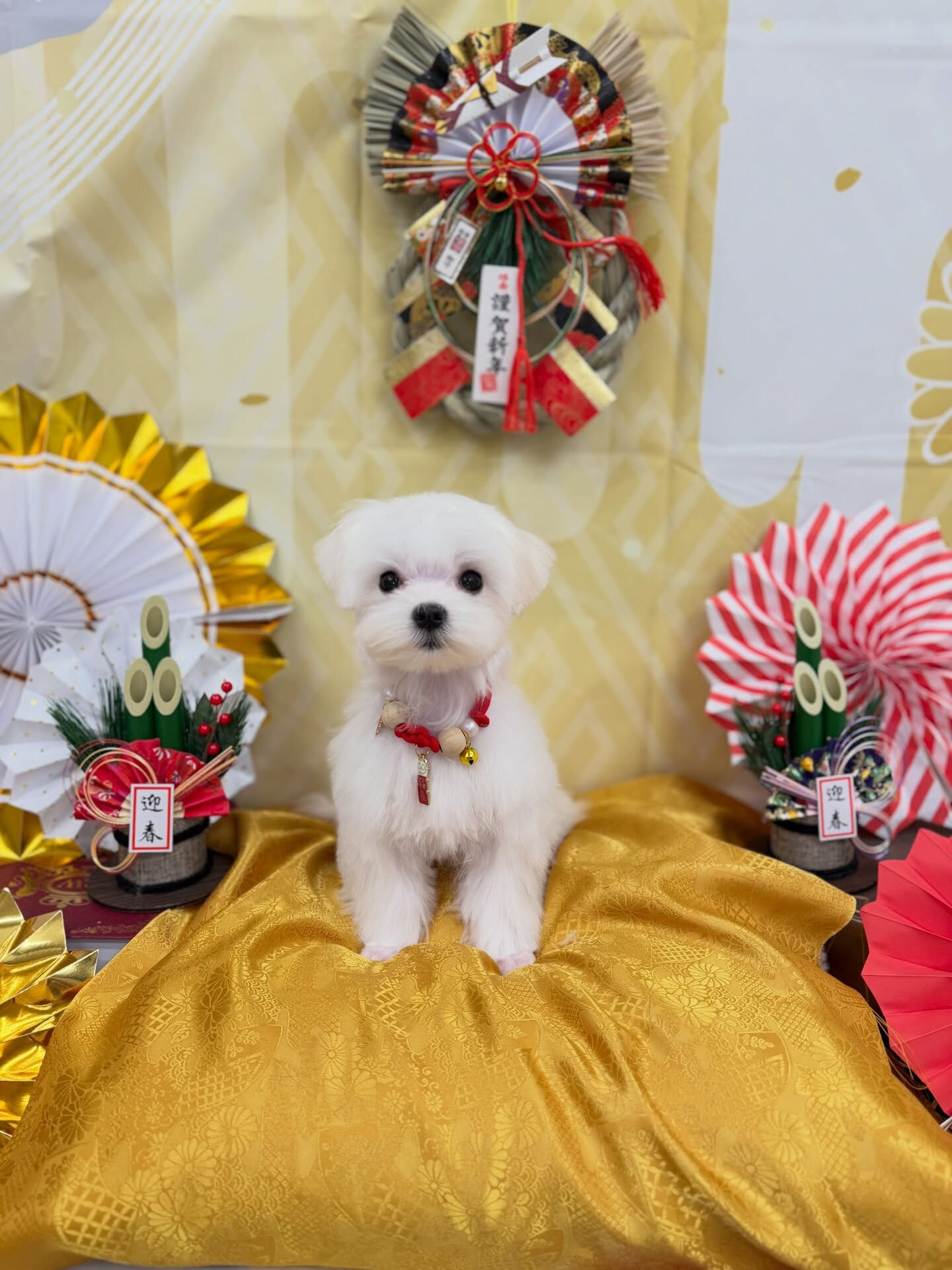マルチーズ♡パピーカット