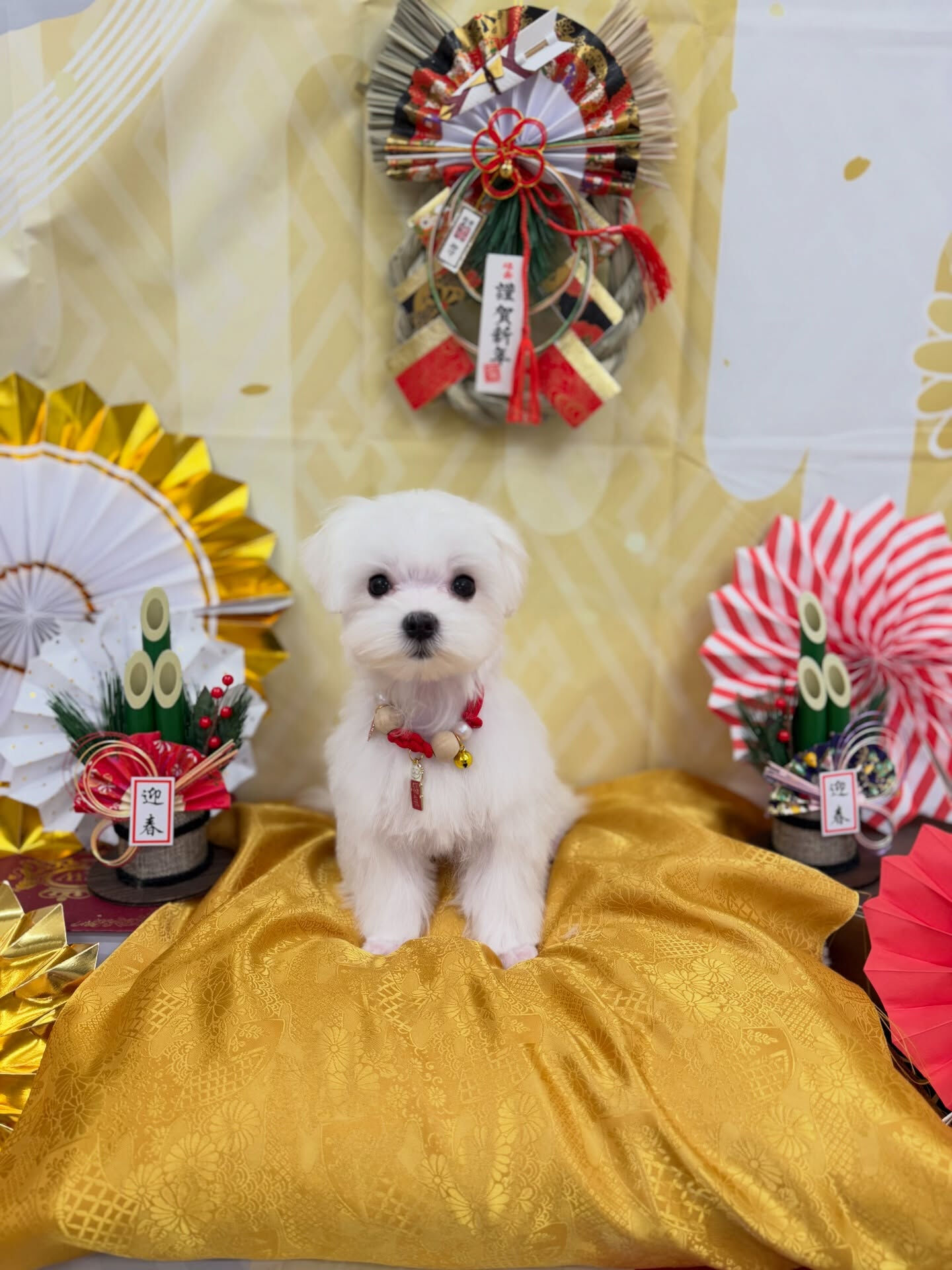 マルチーズ♡パピーカット