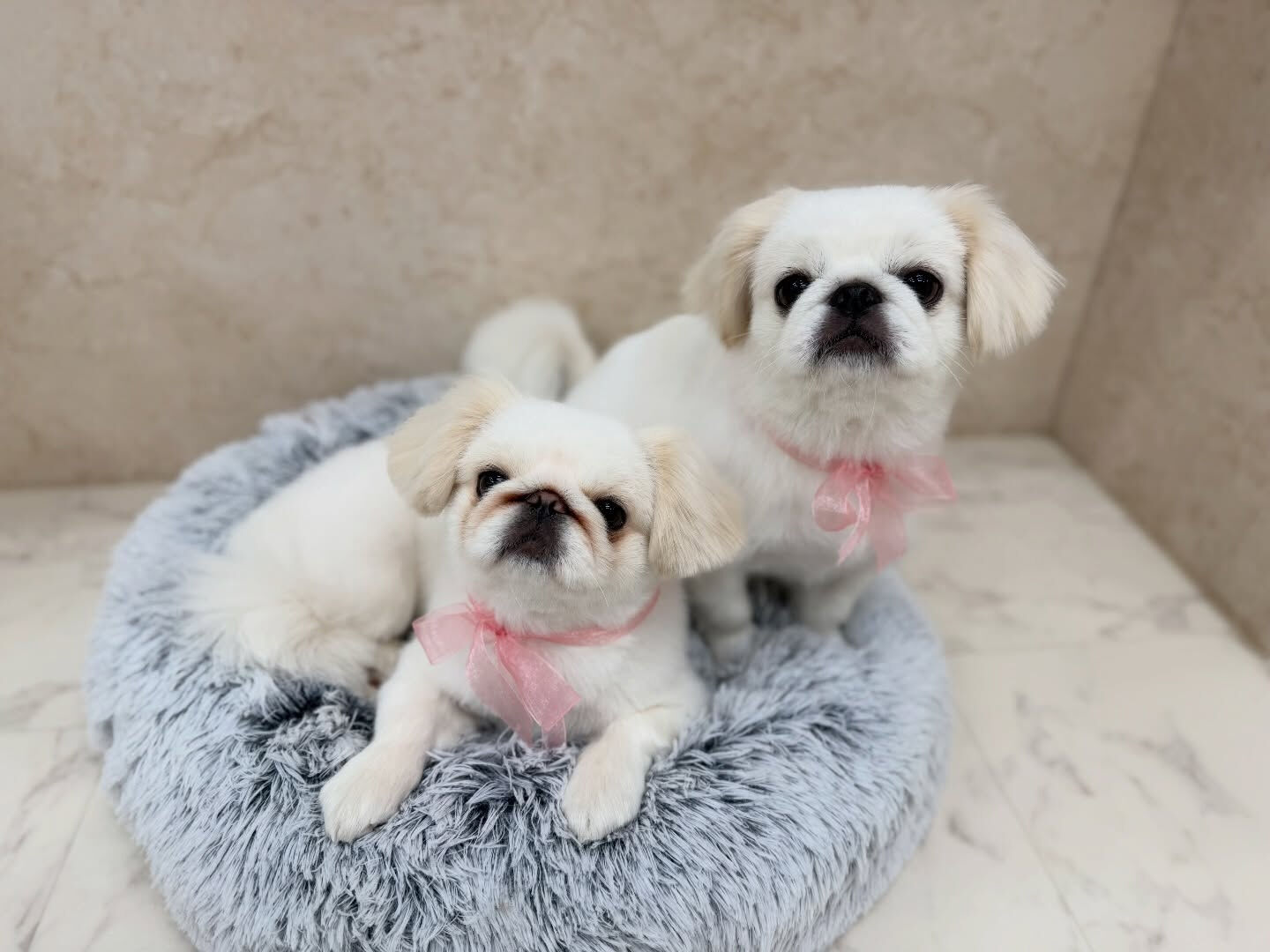 ペキパグ♡