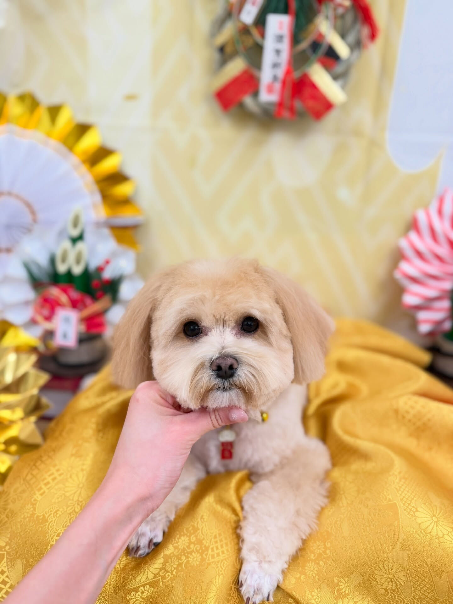 マルプー♡