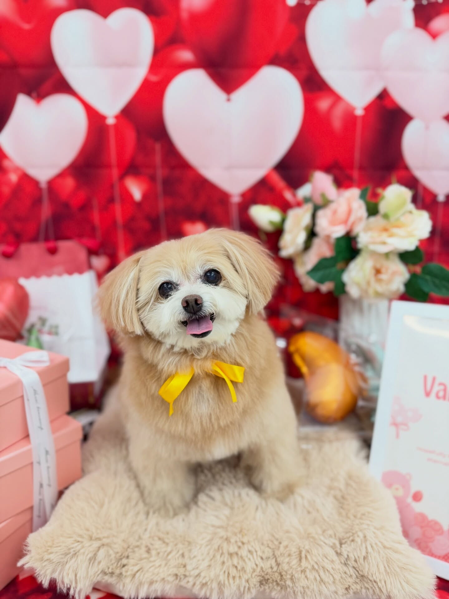 ポメプー♡オールシザー
