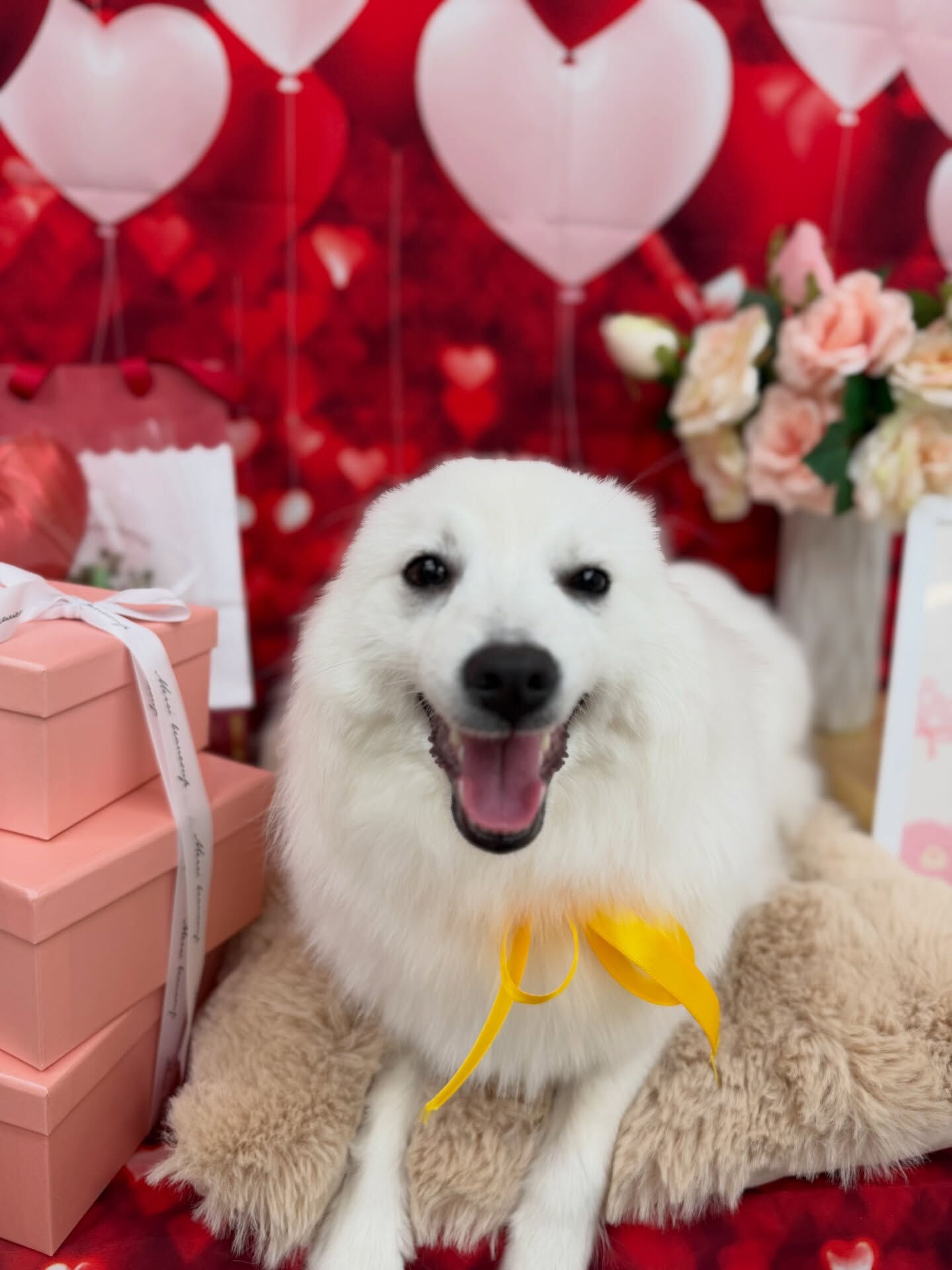 スピッツ♡