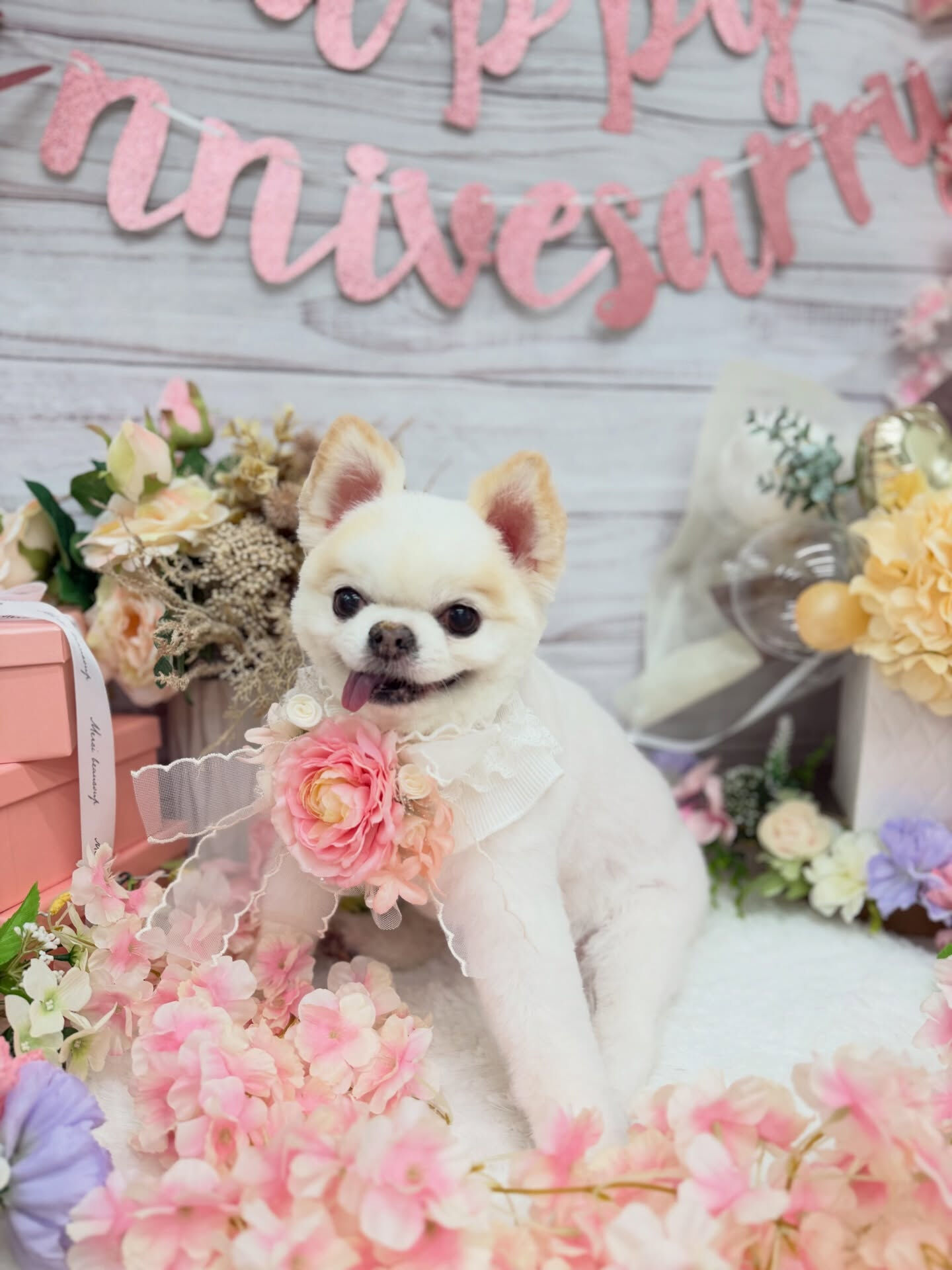 チワワ♡