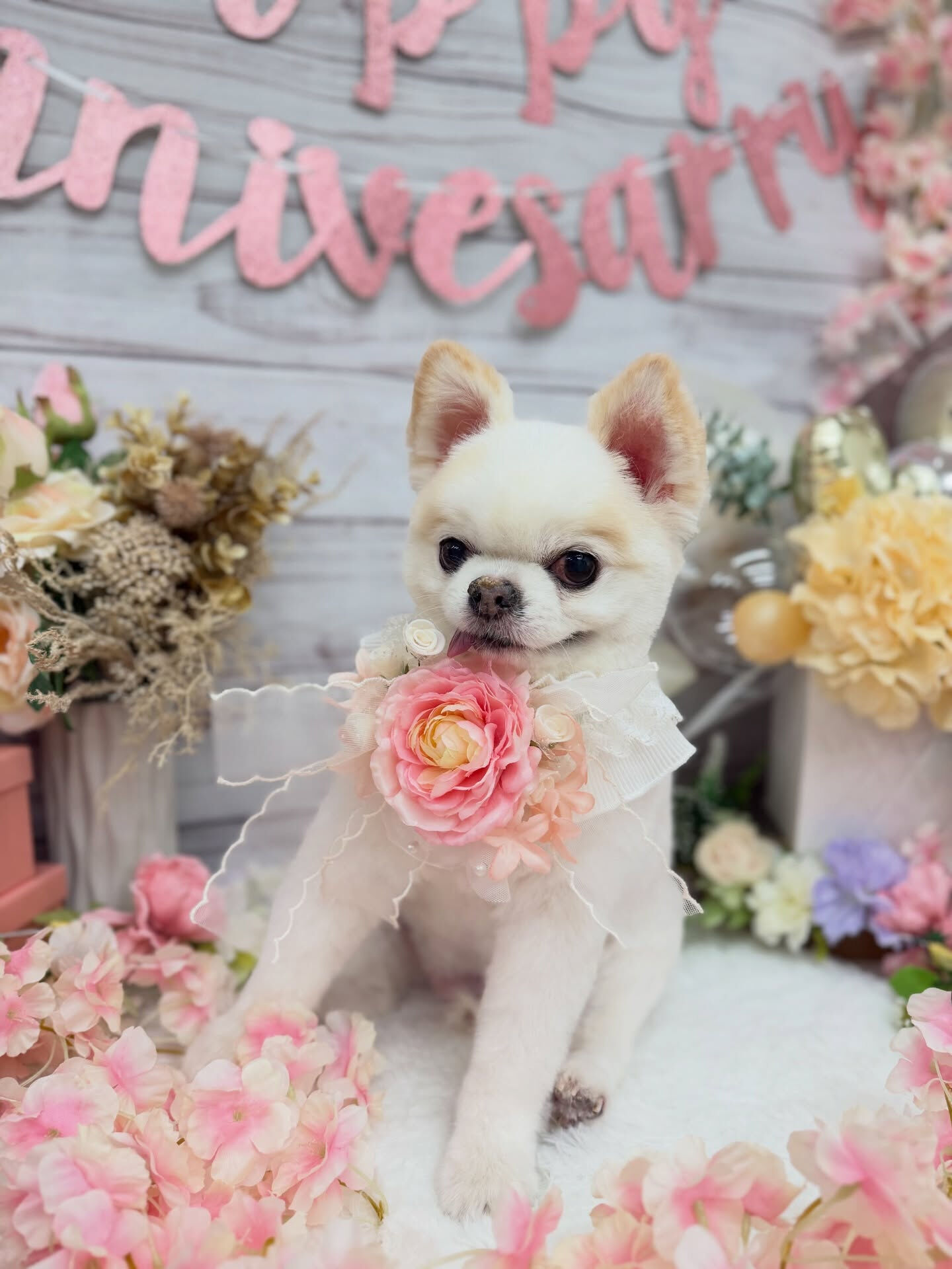チワワ♡