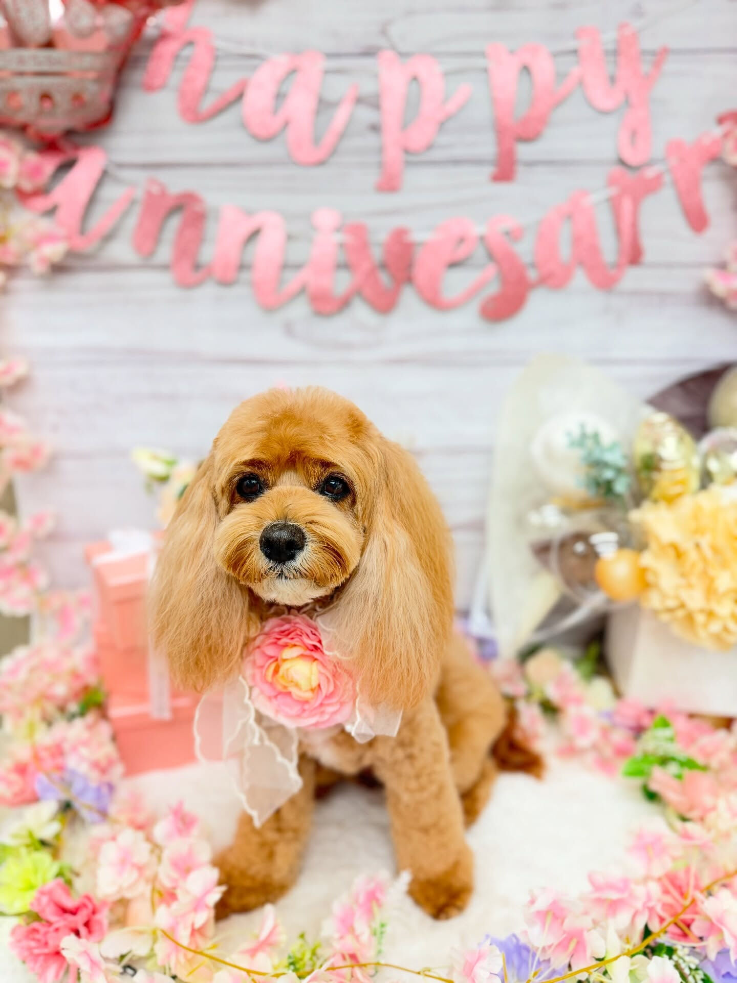 コッカプー♡ホイップバス