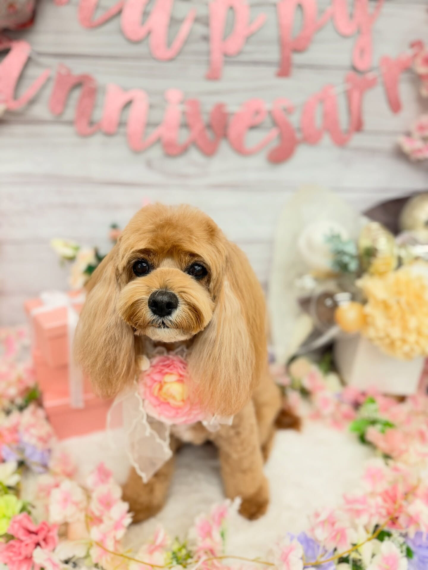 コッカプー♡ホイップバス