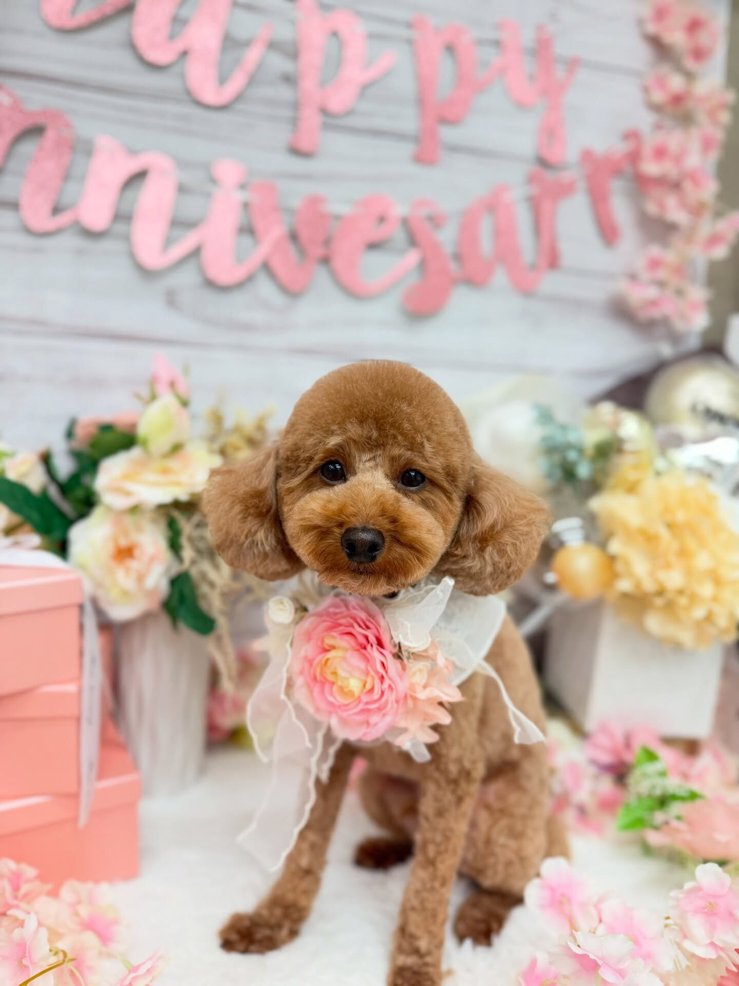 トイプードル♡ハーブパック