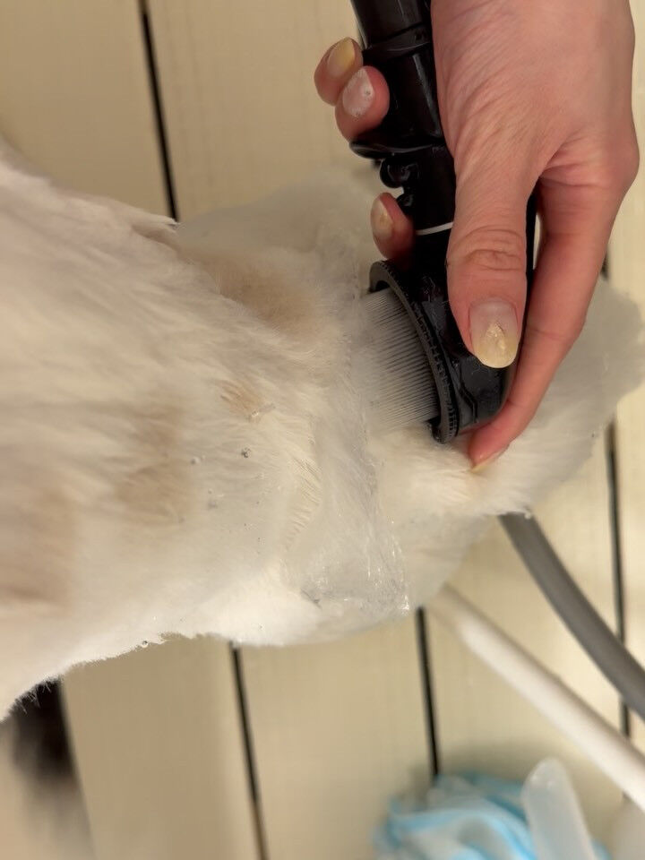 ペキパグ♡炭酸泉