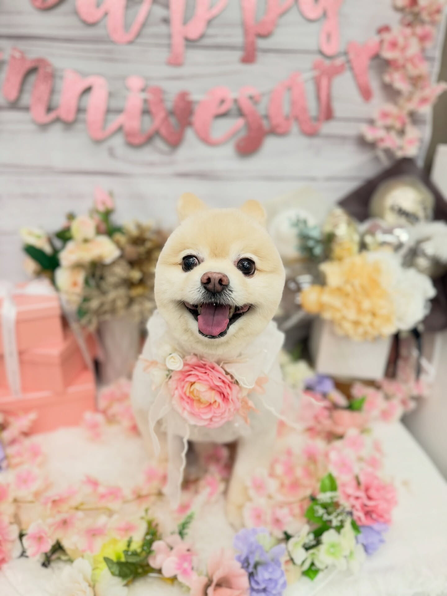 ポメラニアン♡柴犬カット