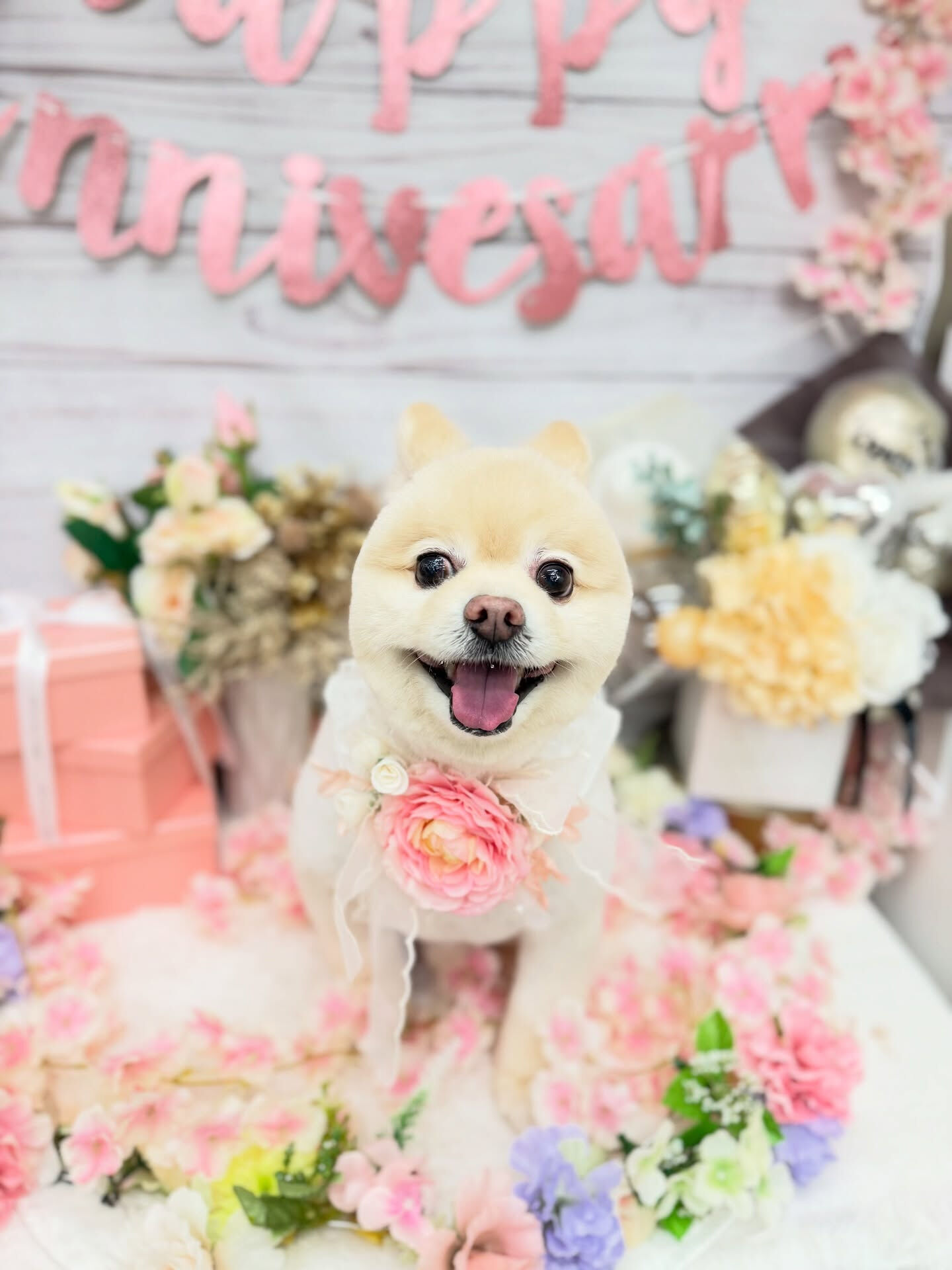 ポメラニアン♡柴犬カット