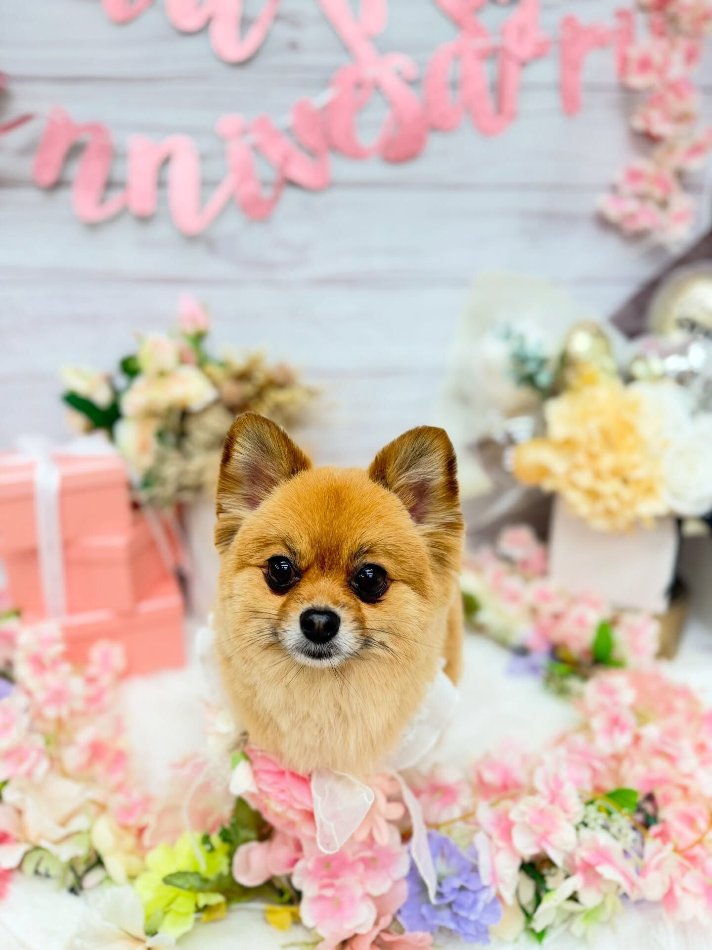 ポメチワ♡アザラシカット