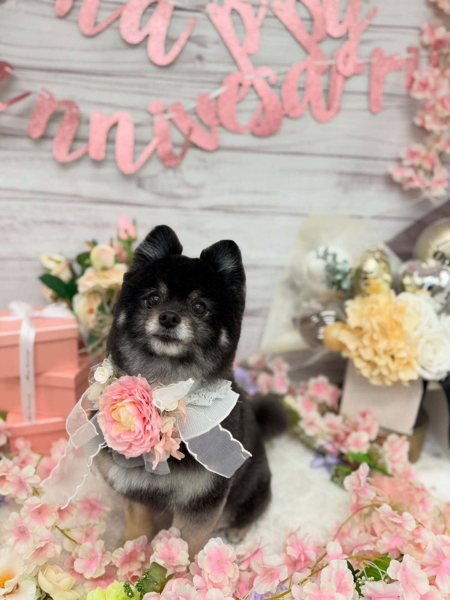 ポメラニアン♡アザラシカット