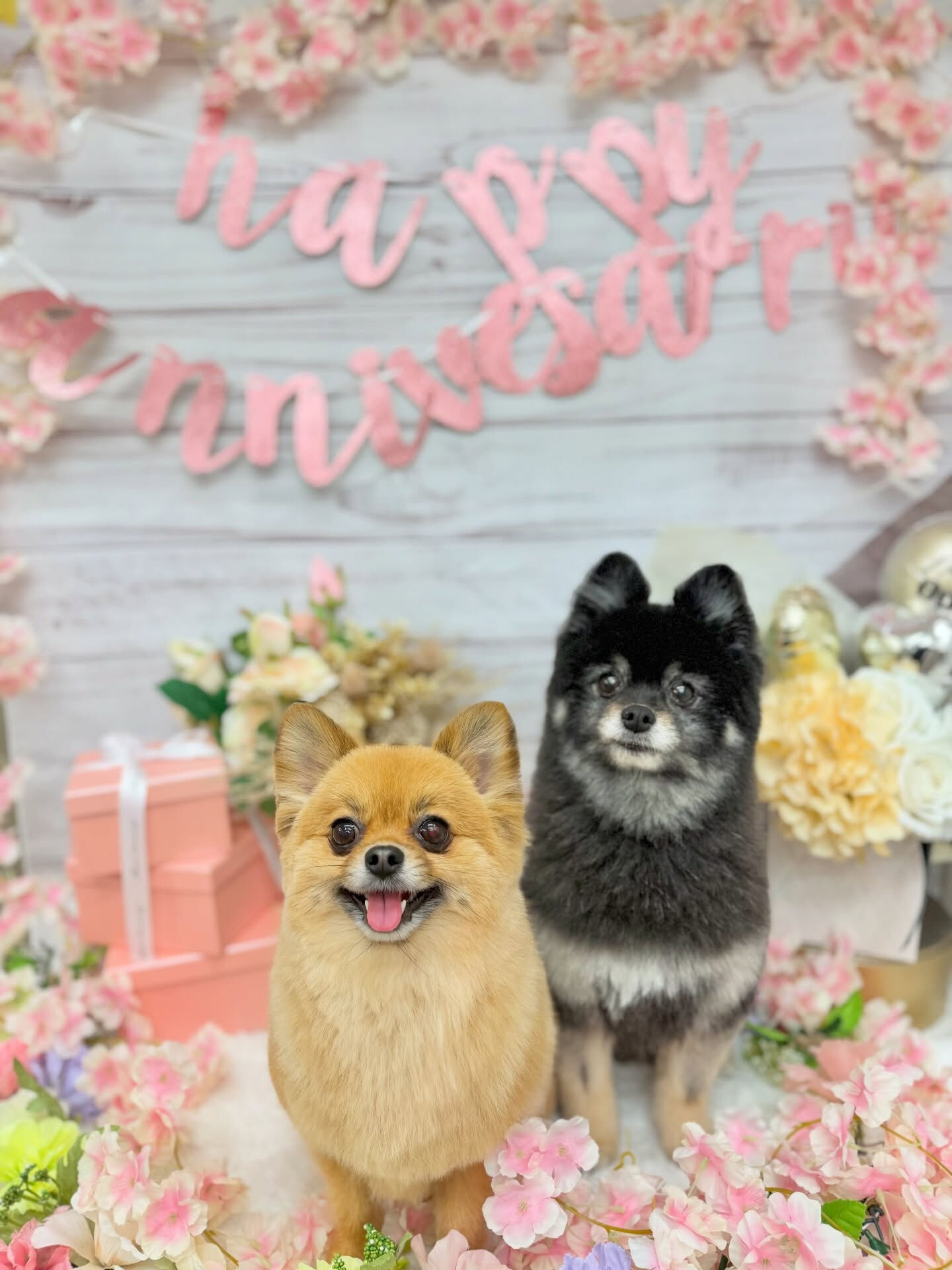 ポメラニアン♡アザラシカット