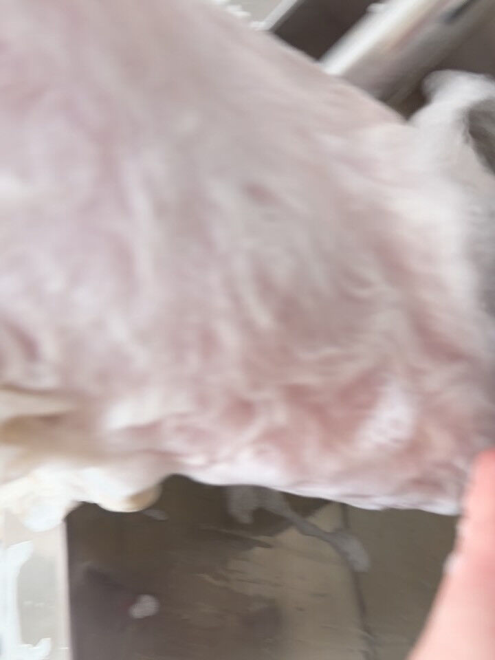 マルチーズ♡炭酸泉