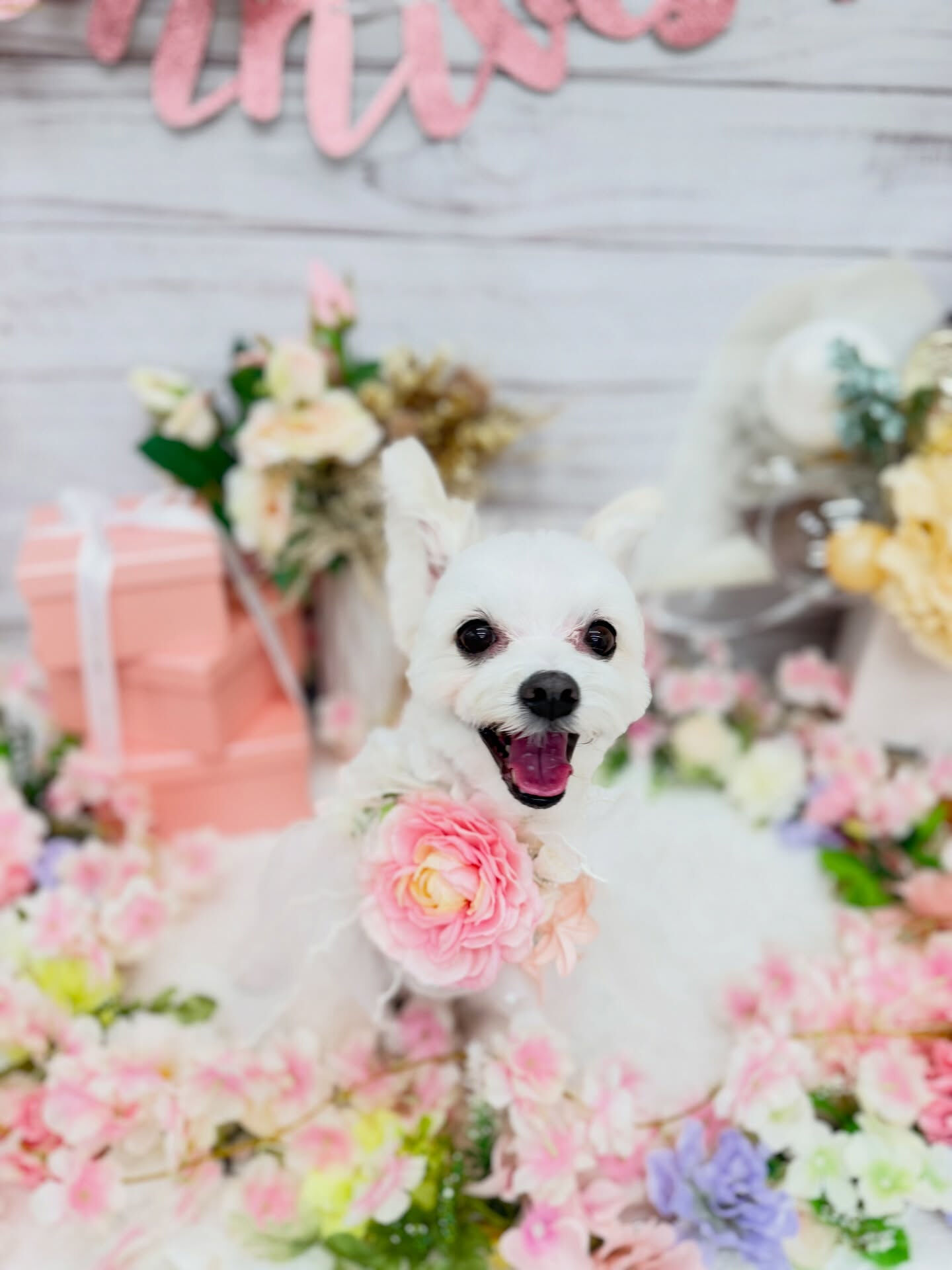 マルチーズ♡
