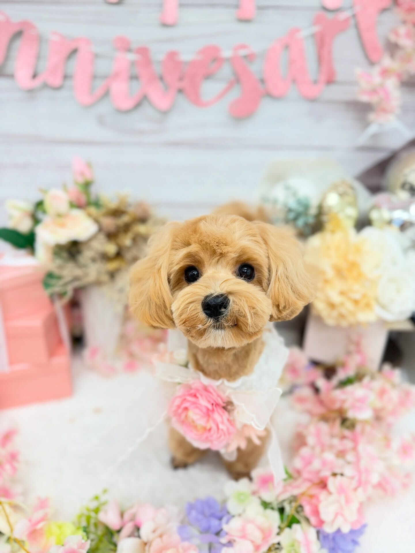 マルプー♡パピートリミング