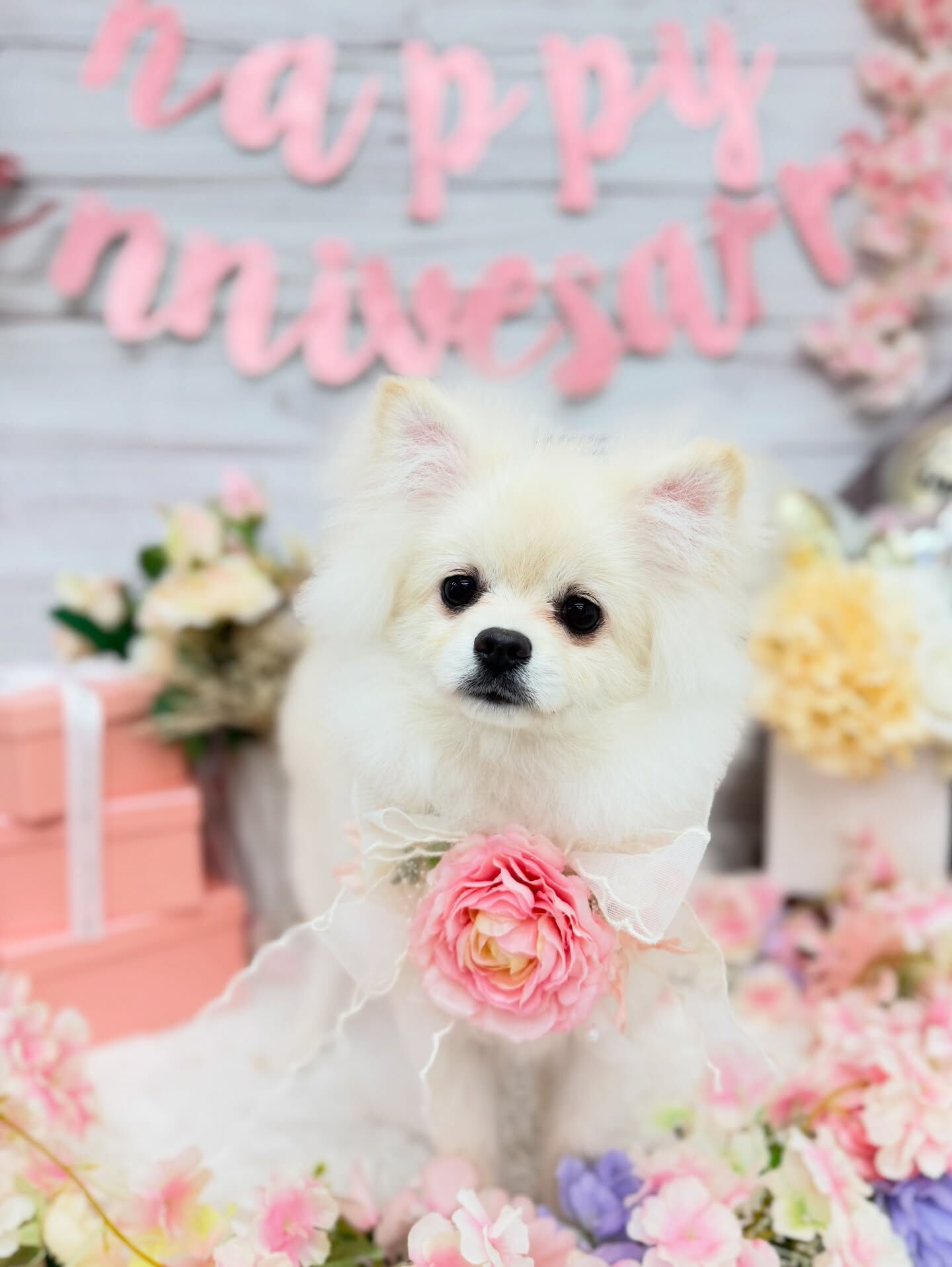 ポメラニアン♡パピートリミング