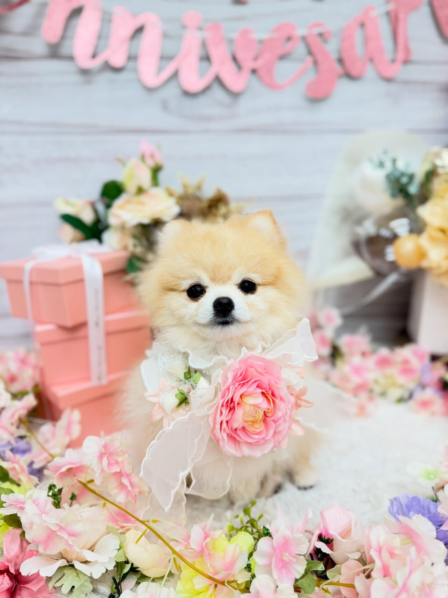 ポメラニアン♡パピートリミング