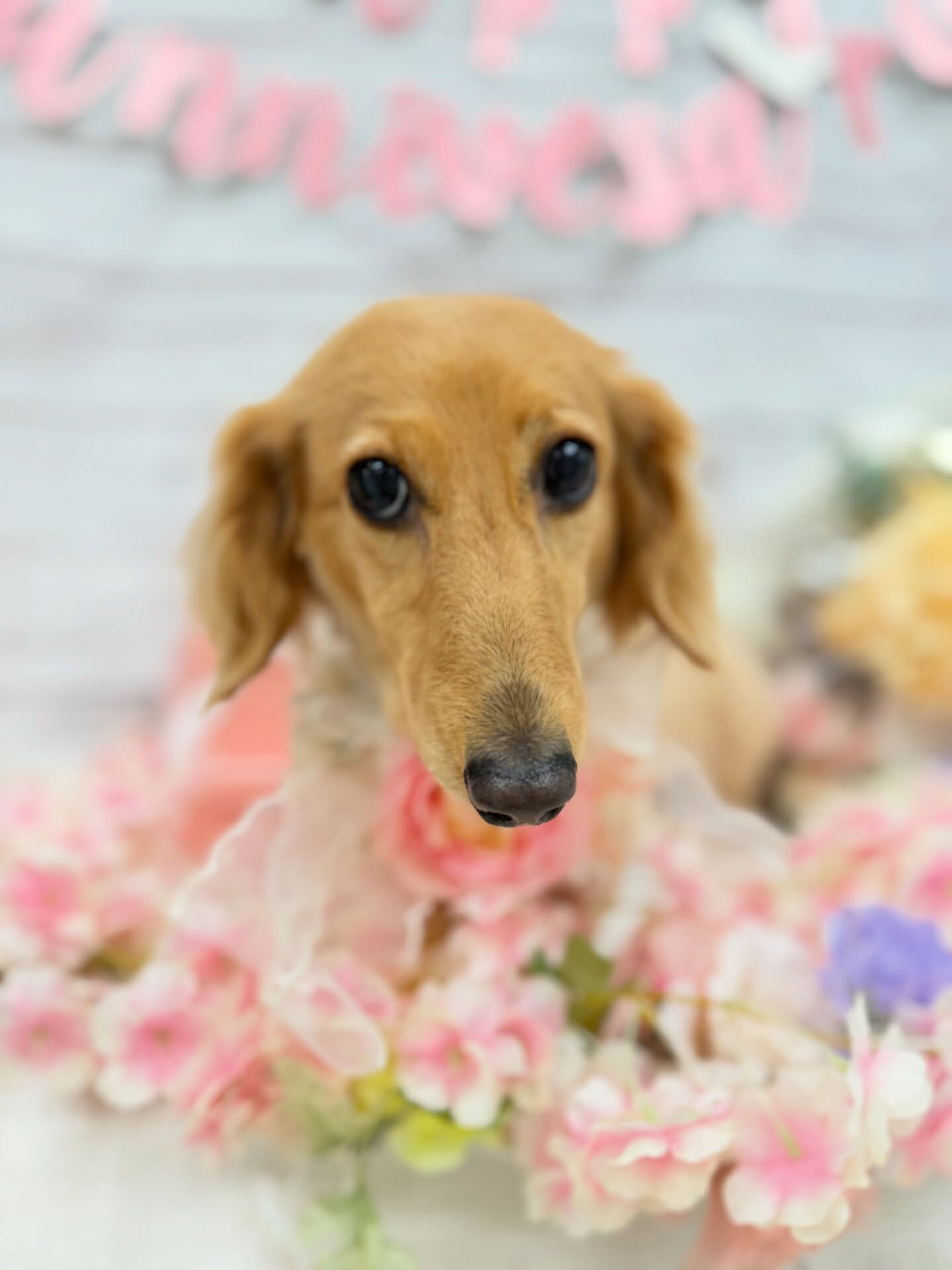 ダックス♡ハーブパック