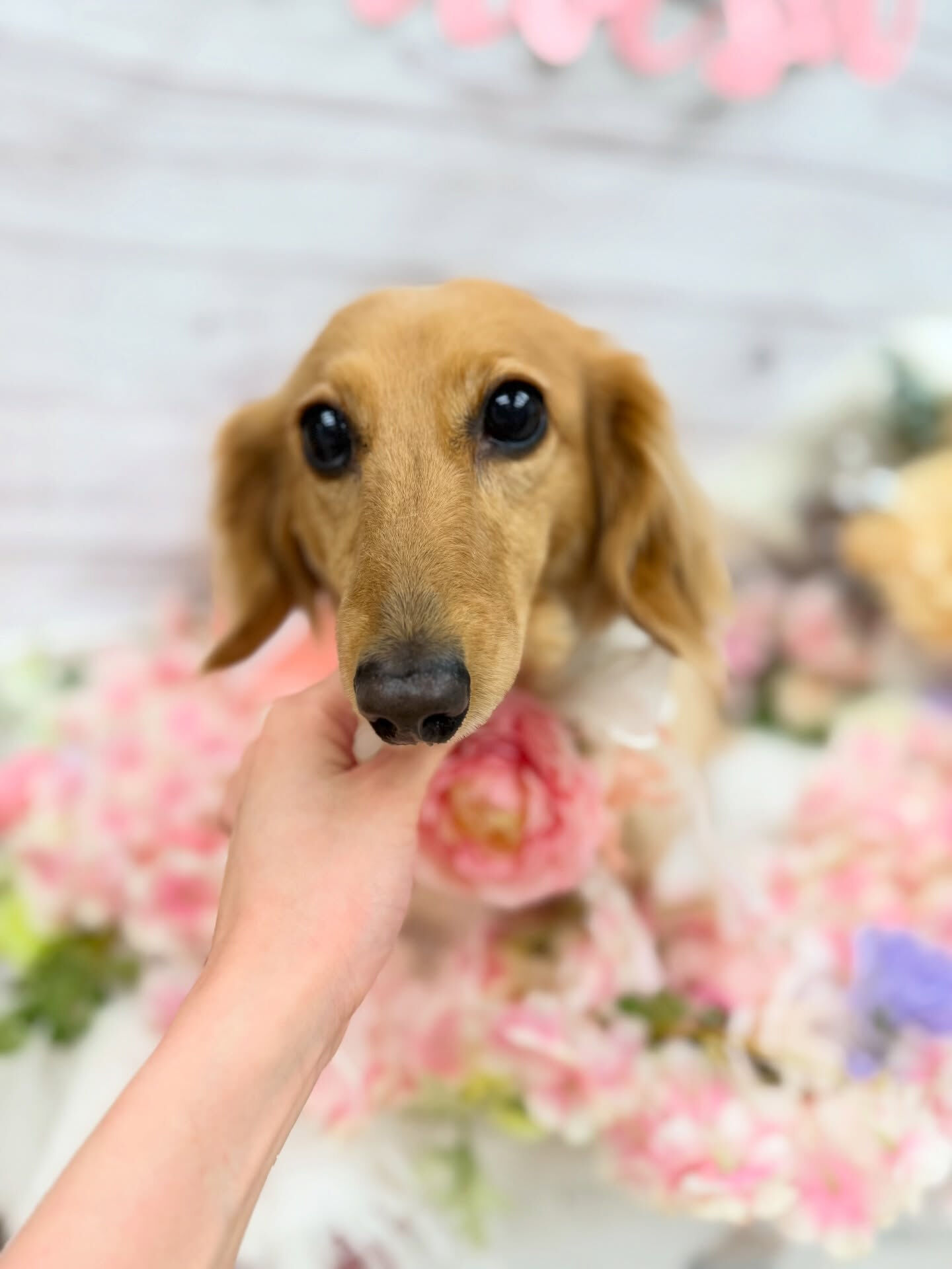 ダックス♡ハーブパック