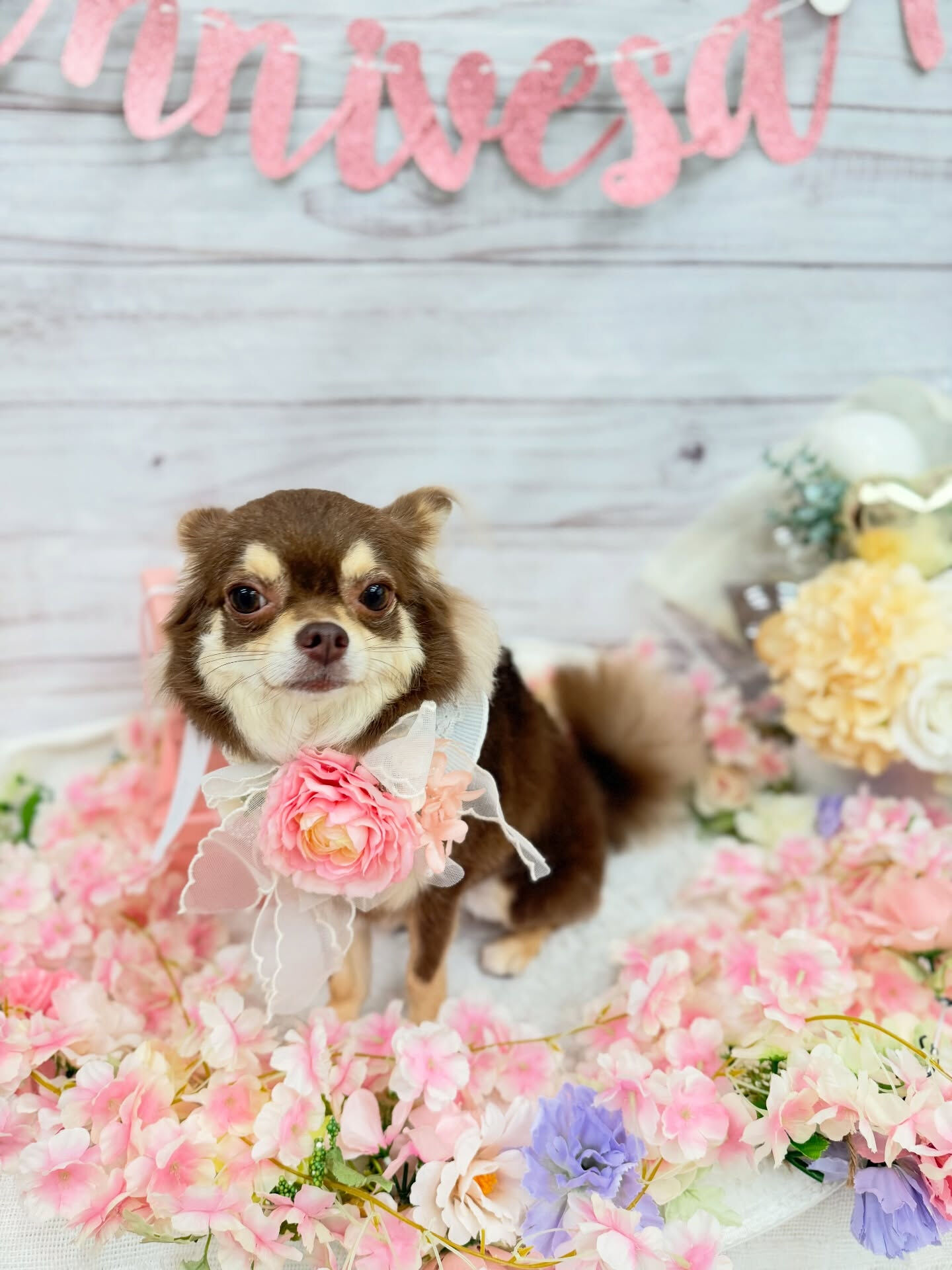 チワワ♡ハーブパック