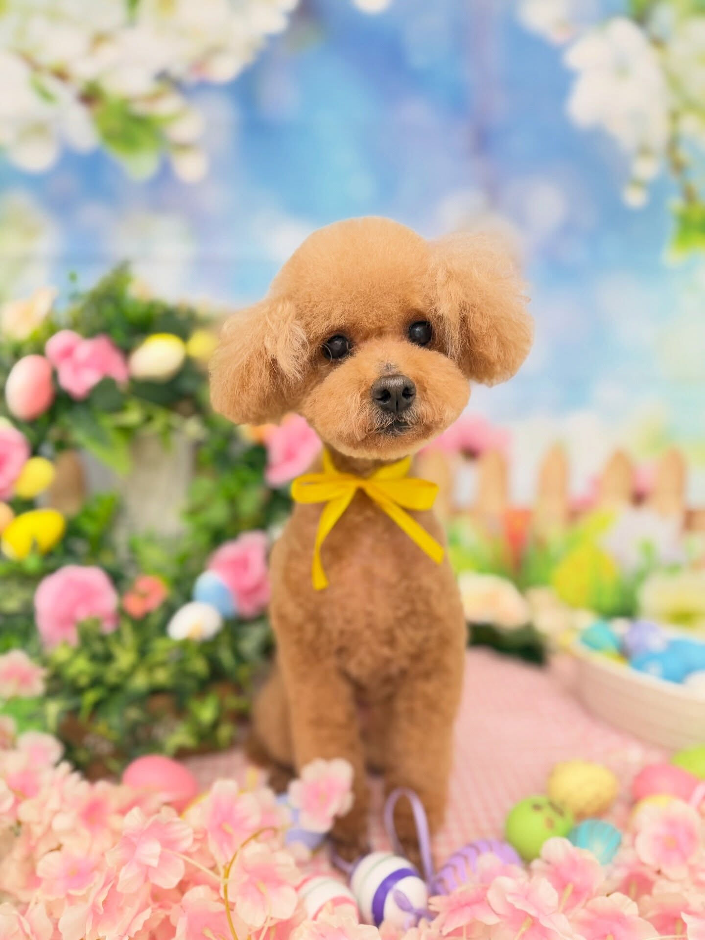 トイプードル♡ダーマモイスト