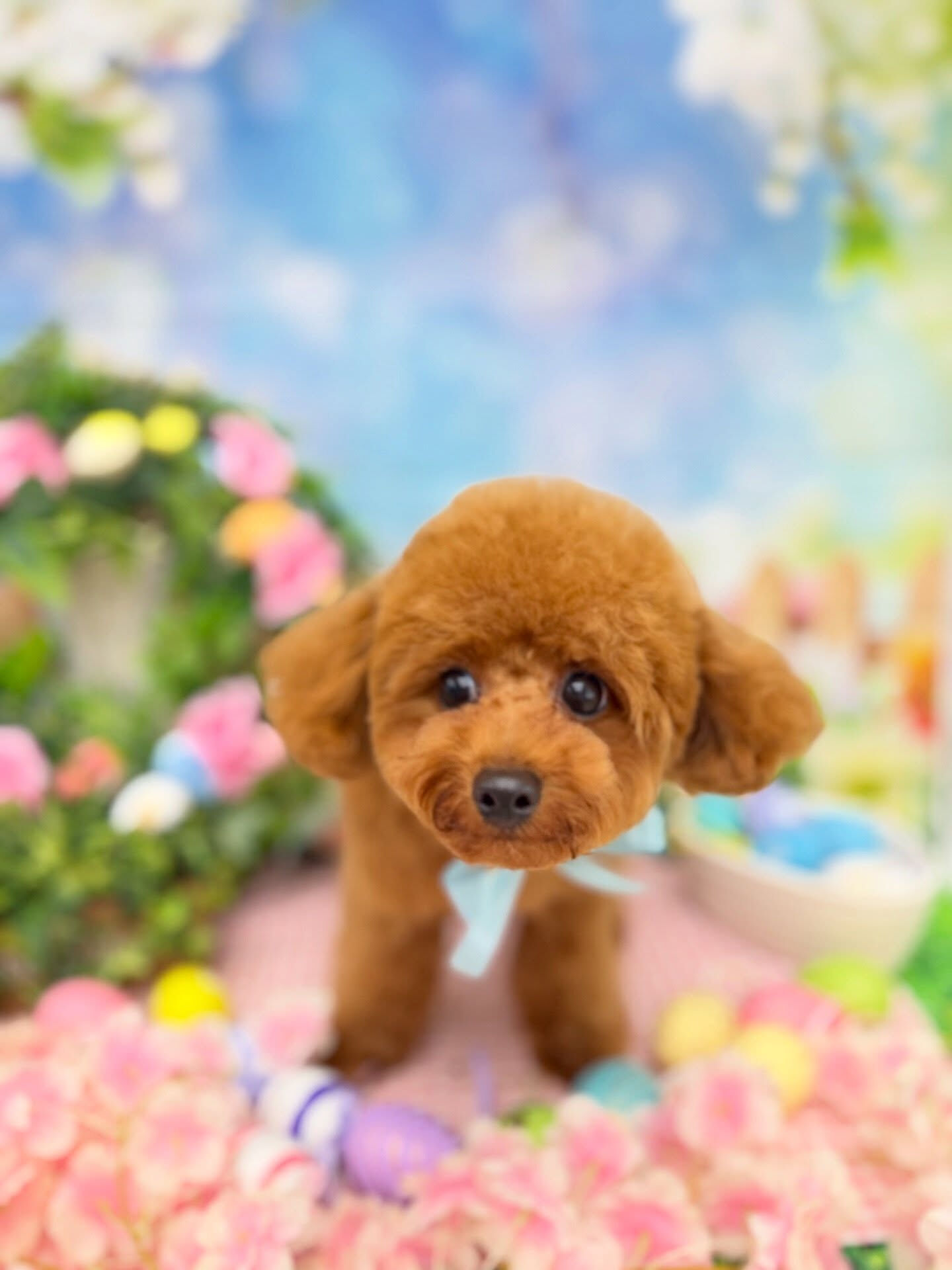 トイプードル♡パピートリミング