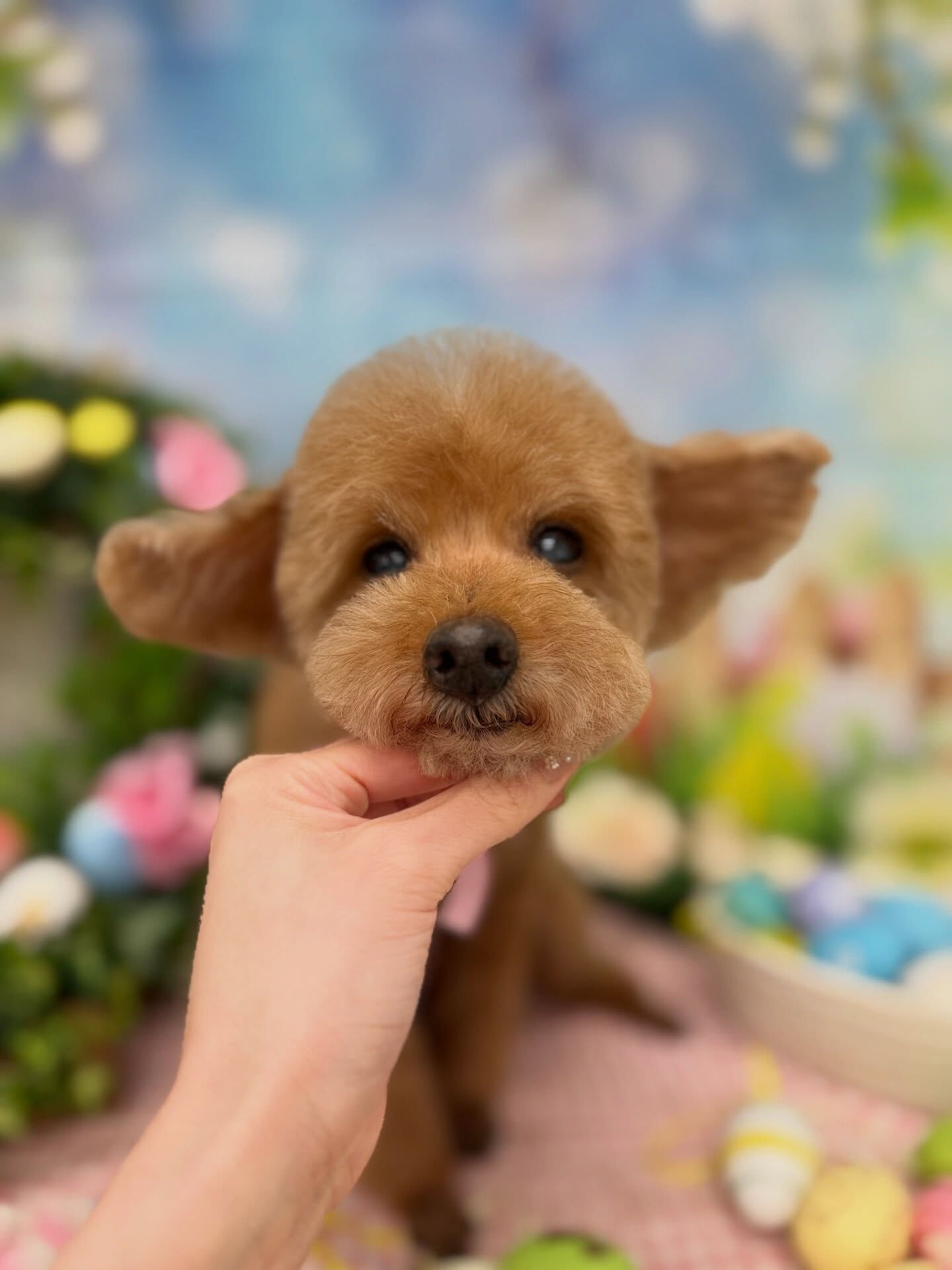 トイプードル♡シニアトリミング