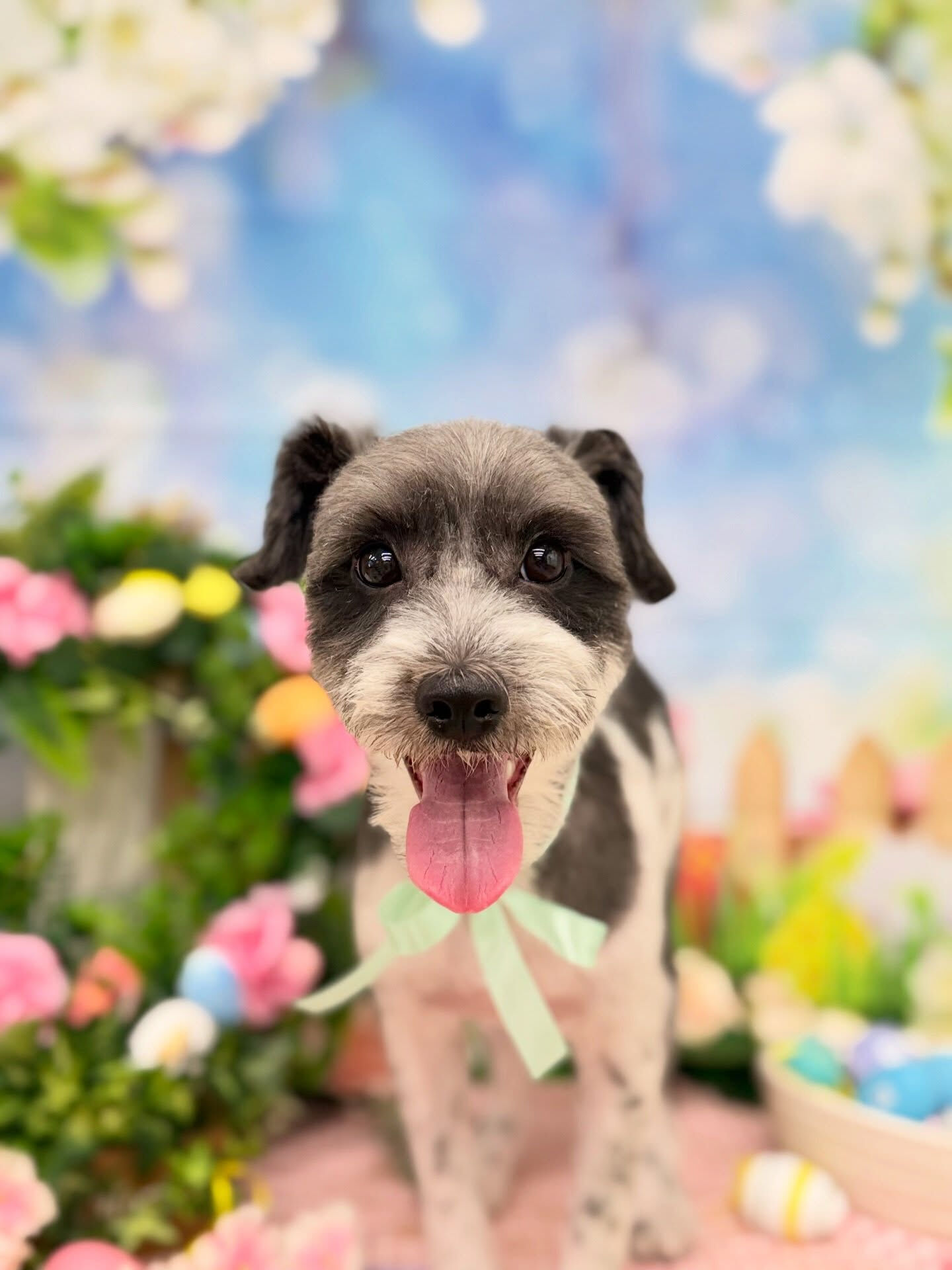 ミックス犬♡