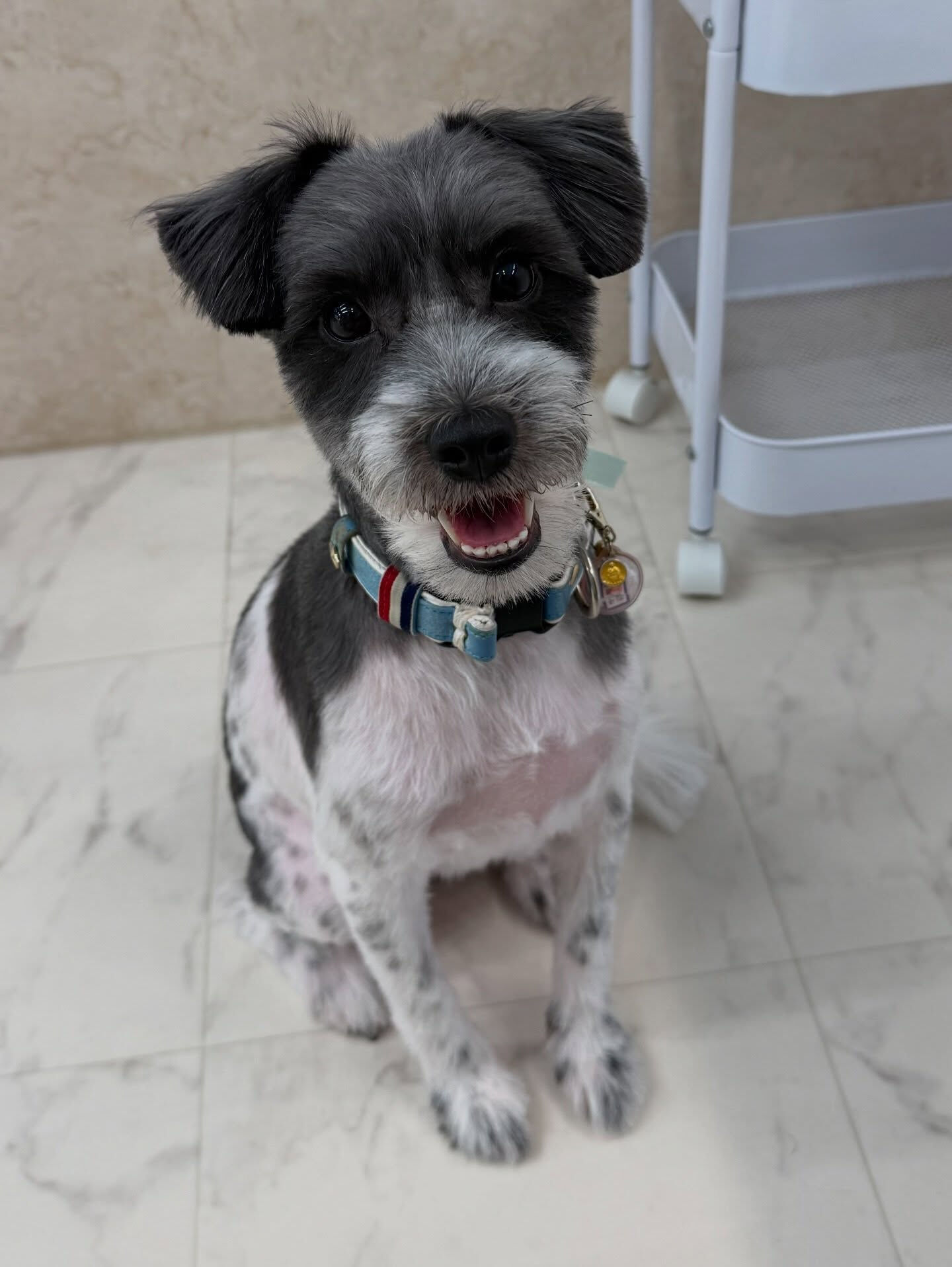 ミックス犬♡