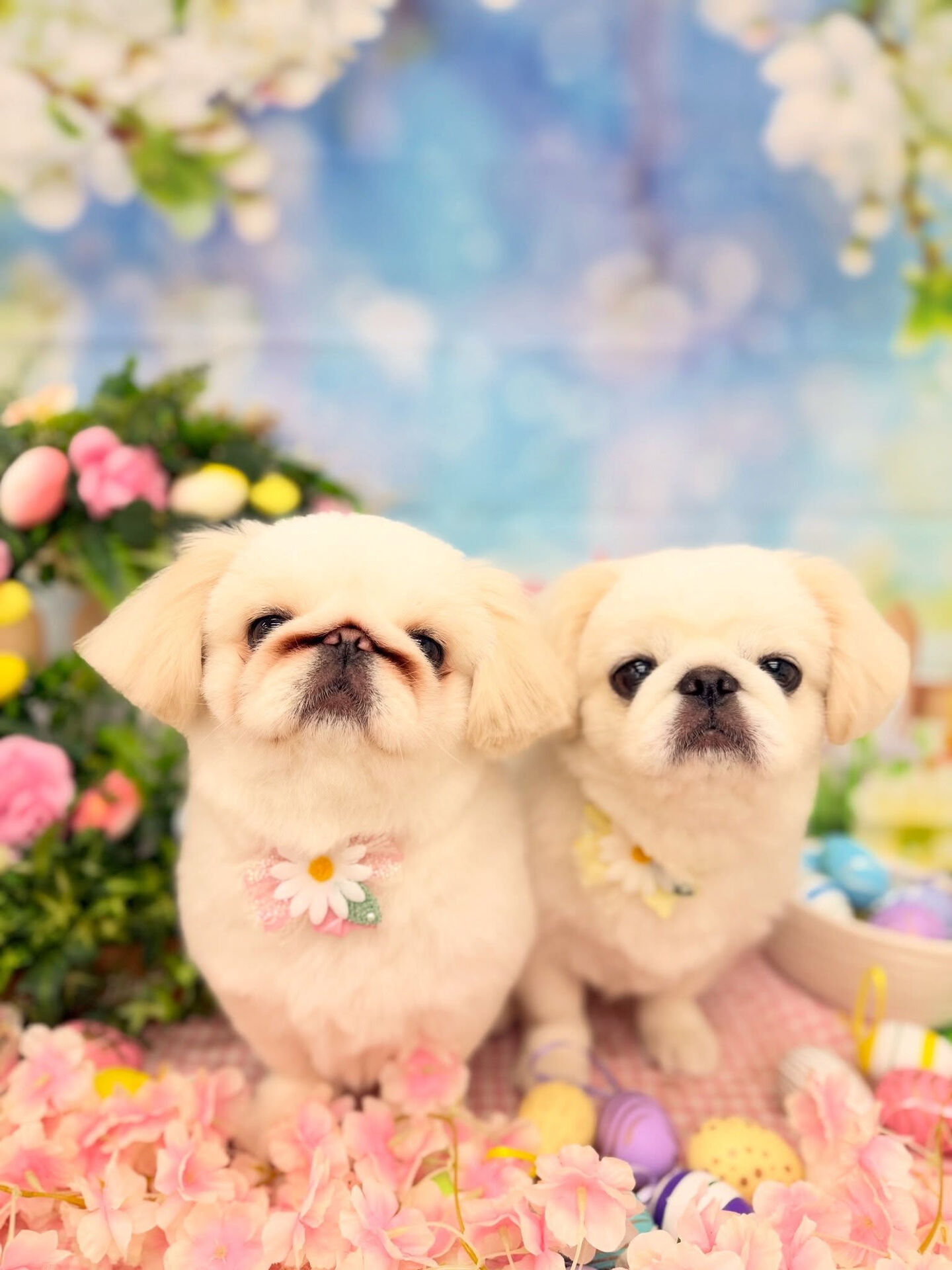 ペキパグ♡