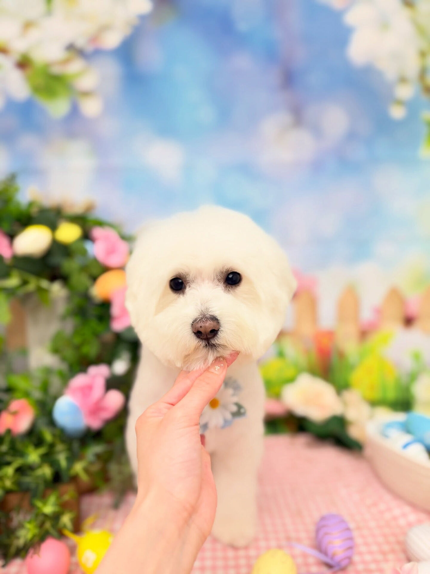 ボロニーズ♡ホイップバス