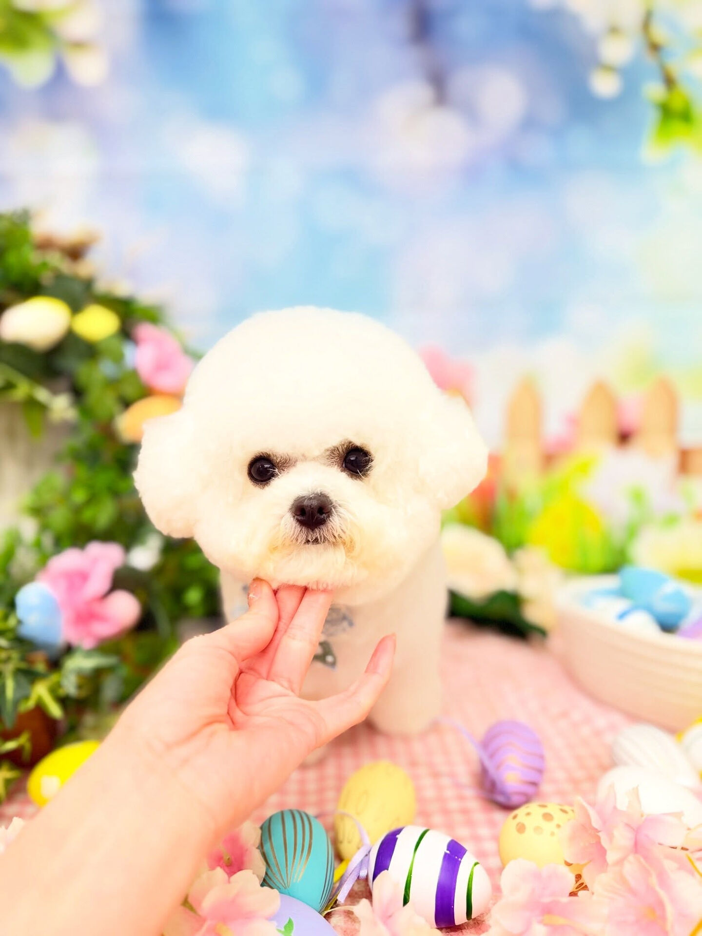 ビションフリーゼ♡