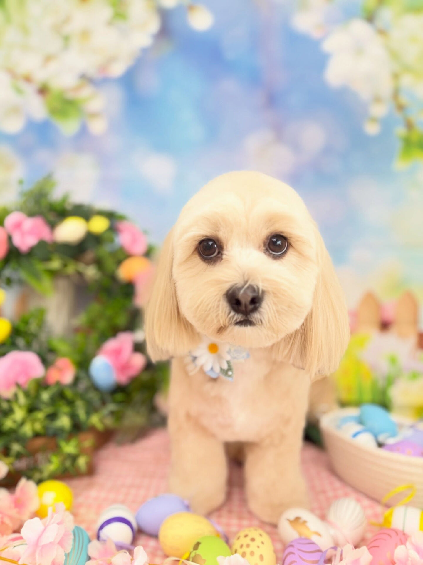 シダックス♡
