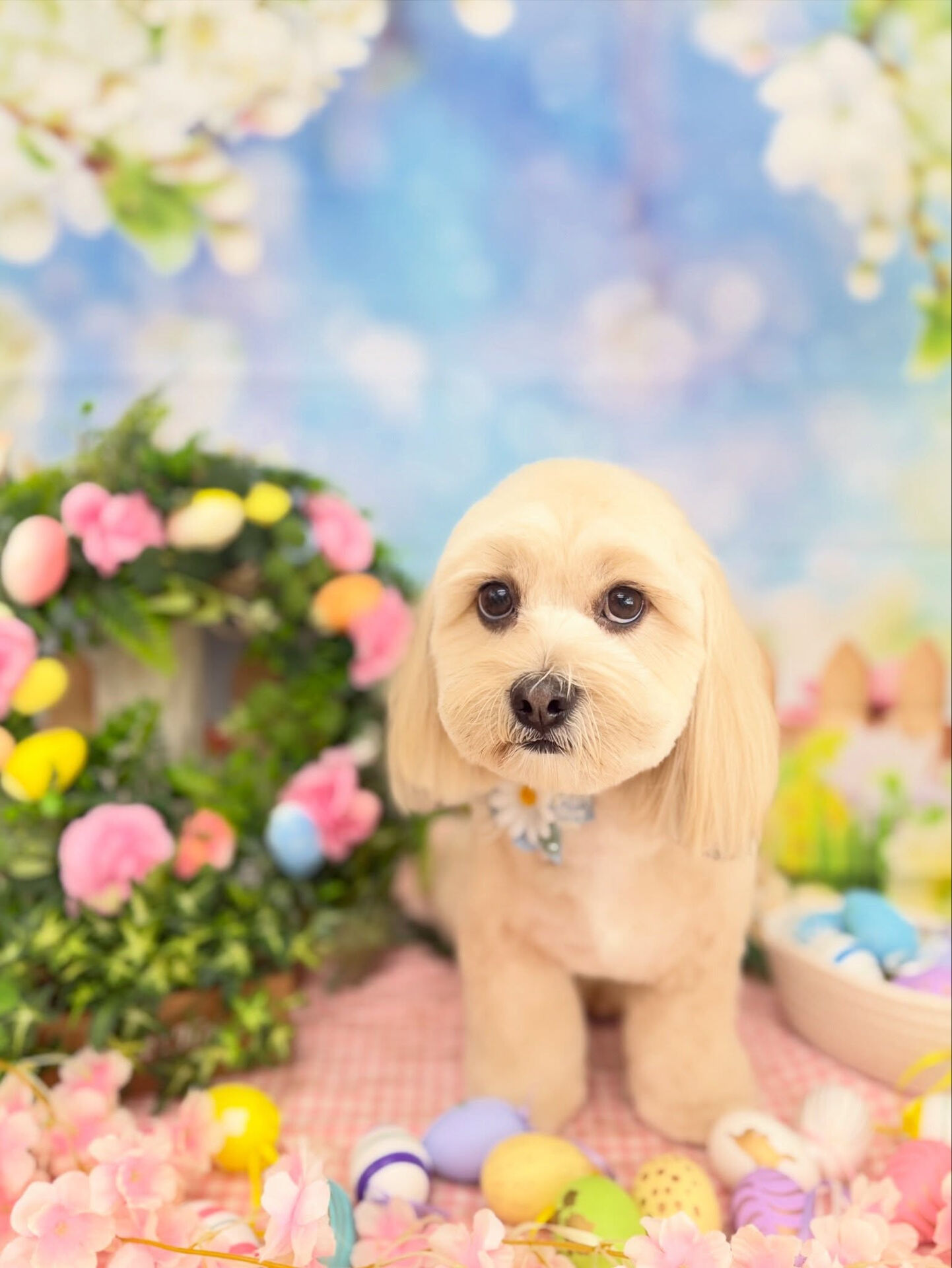 シダックス♡