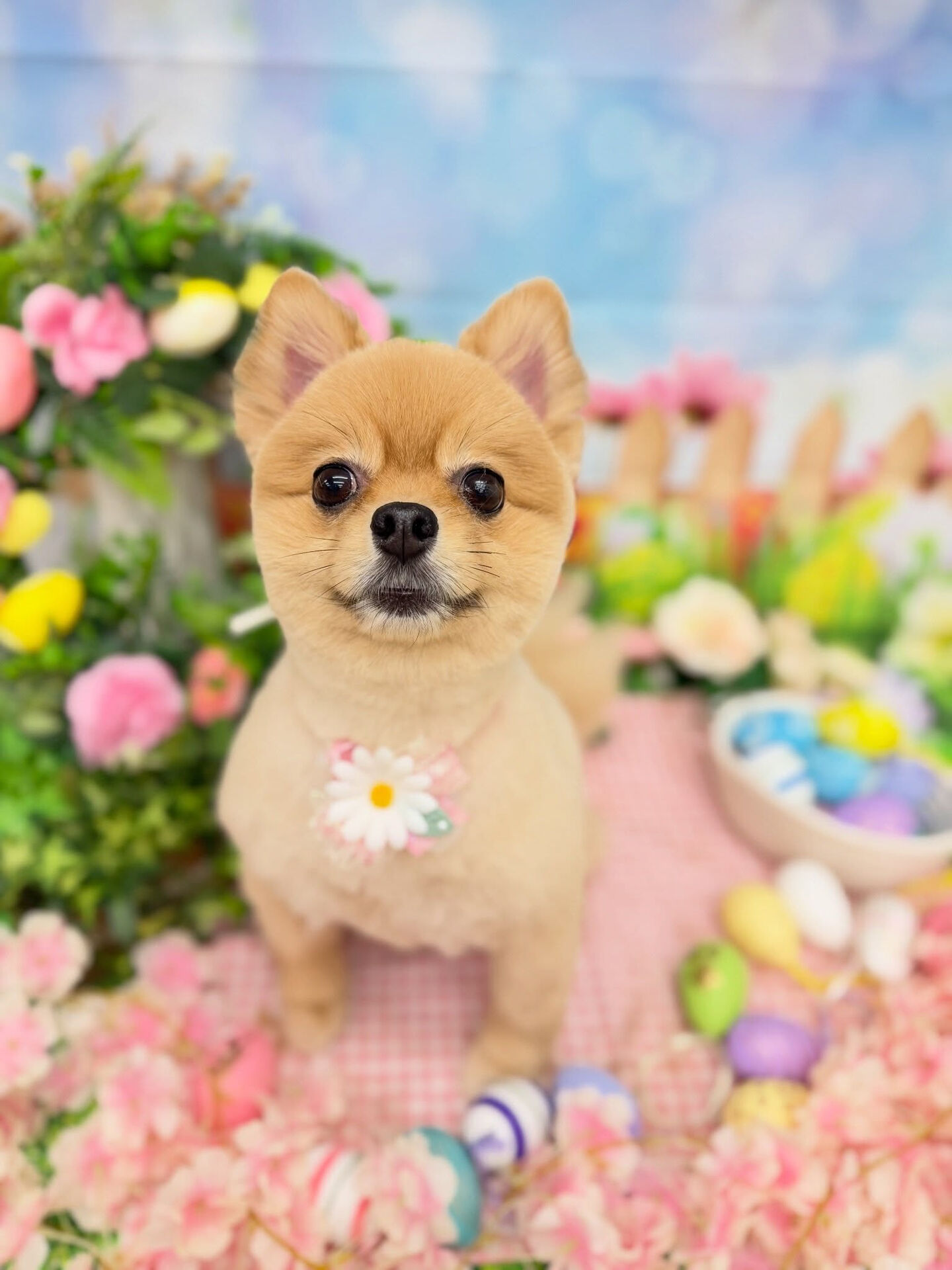 ポメラニアン♡柴犬カット