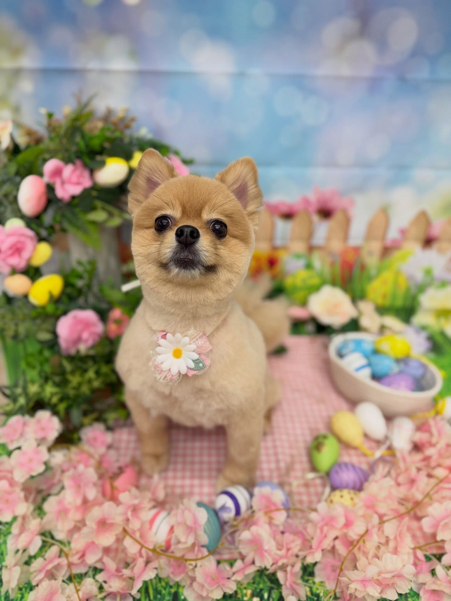 ポメラニアン♡柴犬カット