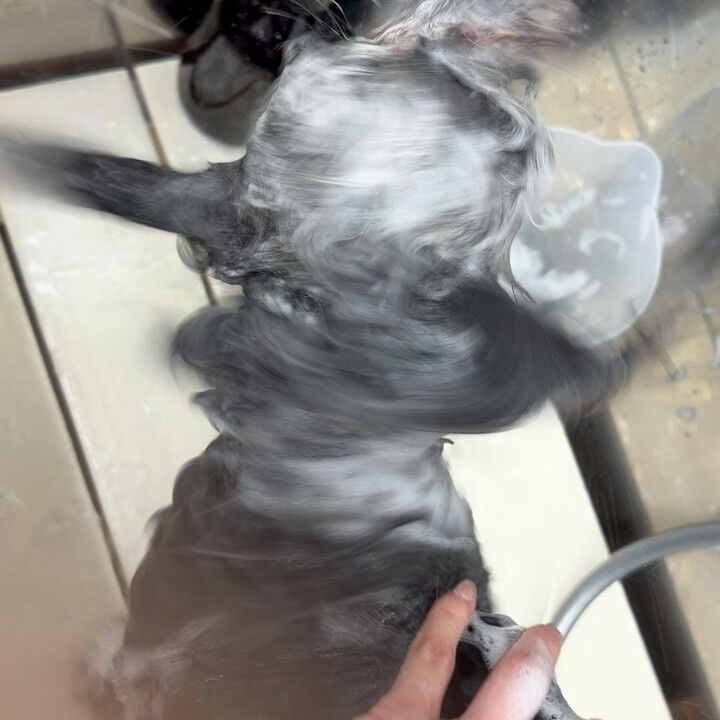 ポメプー♡炭酸泉