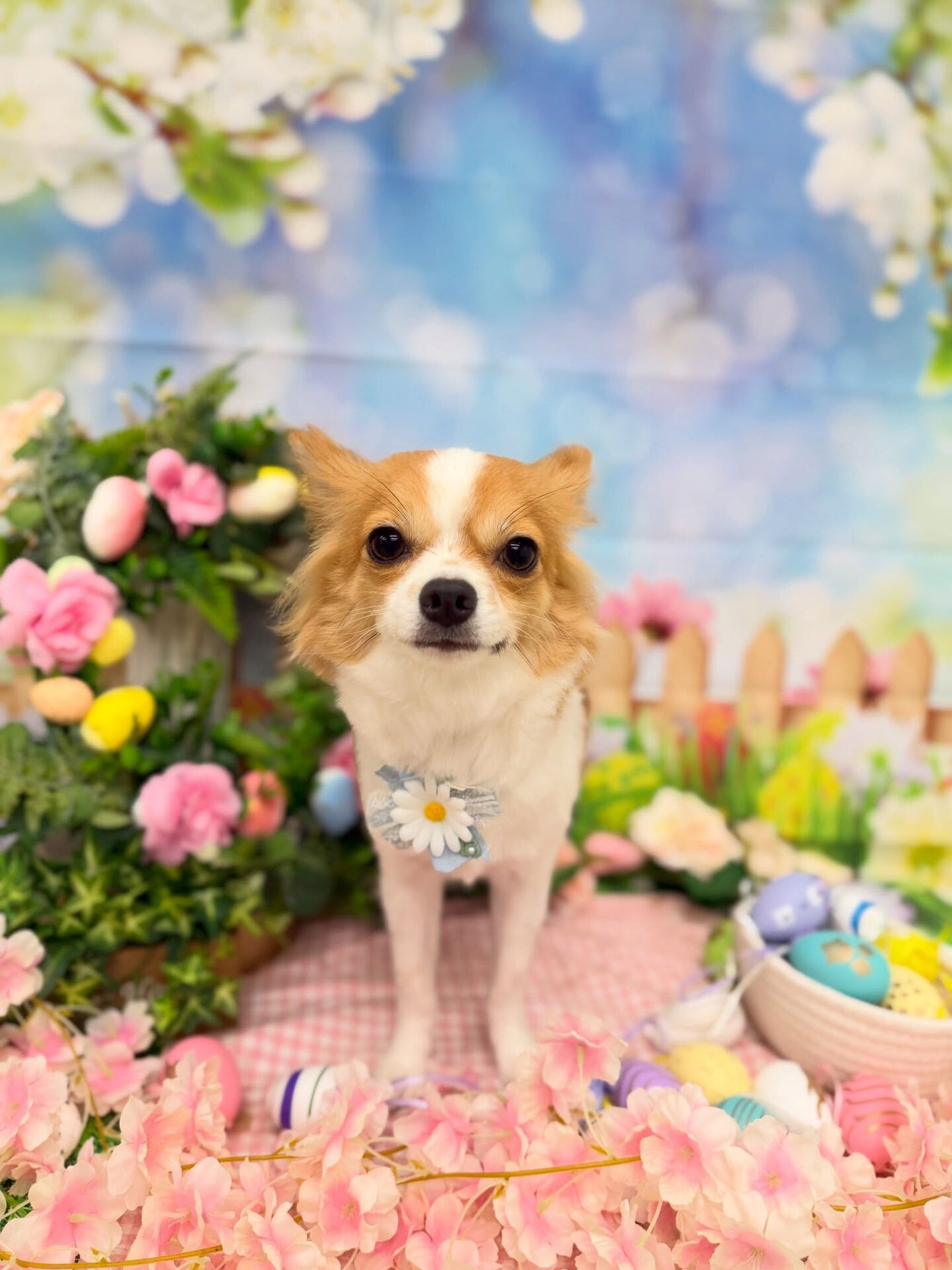 チワワ♡