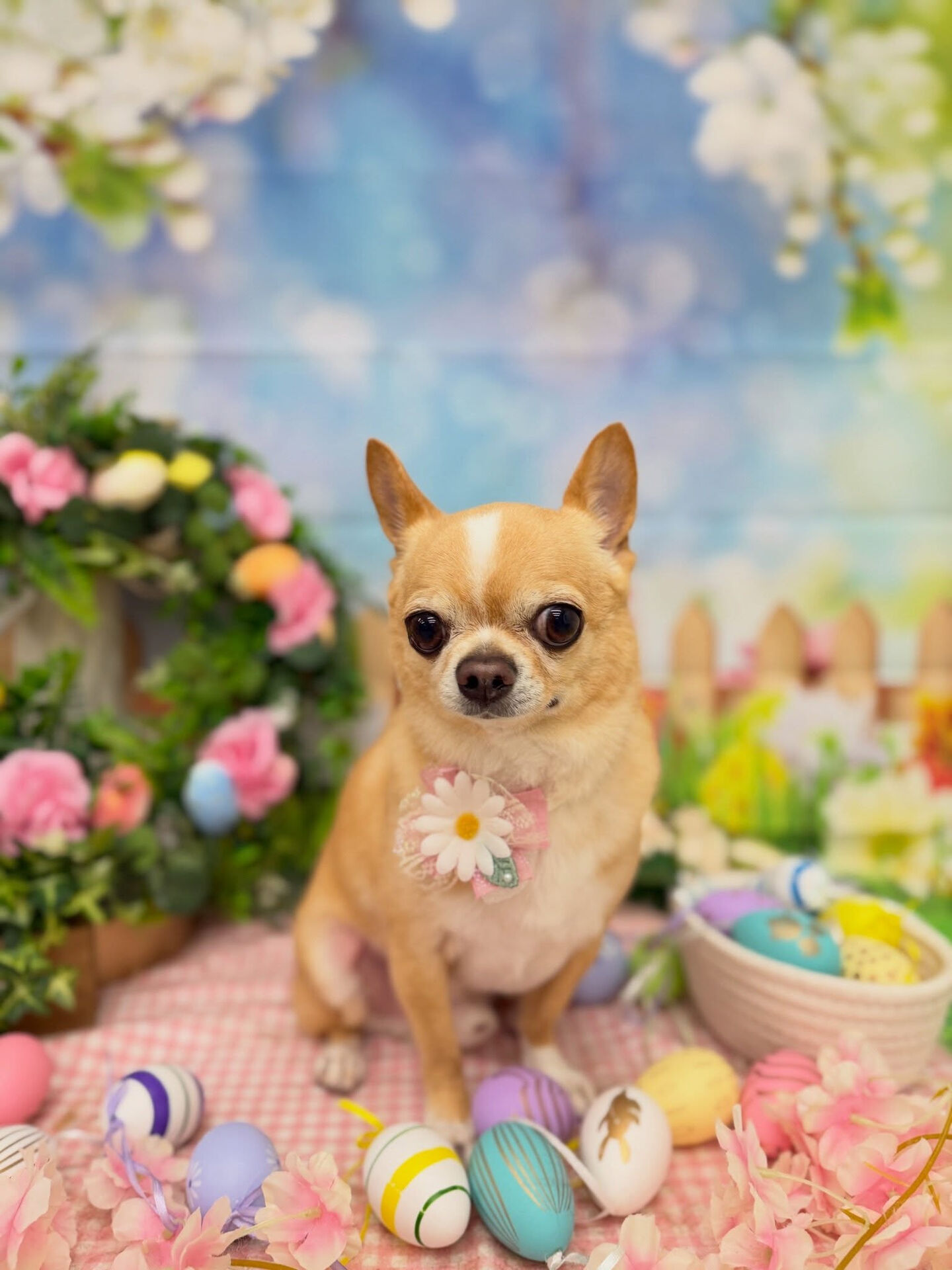チワワ♡ホイップバス