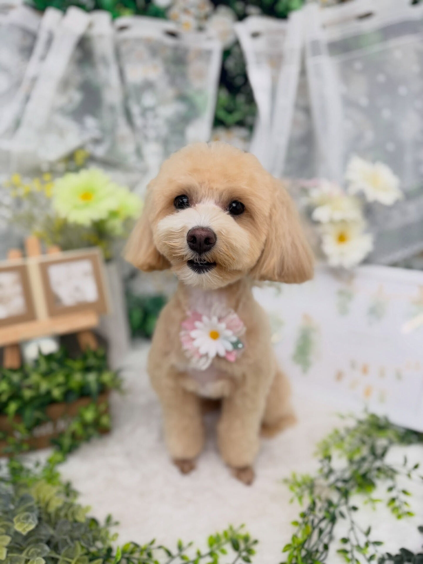 マルプー♡サマーカット