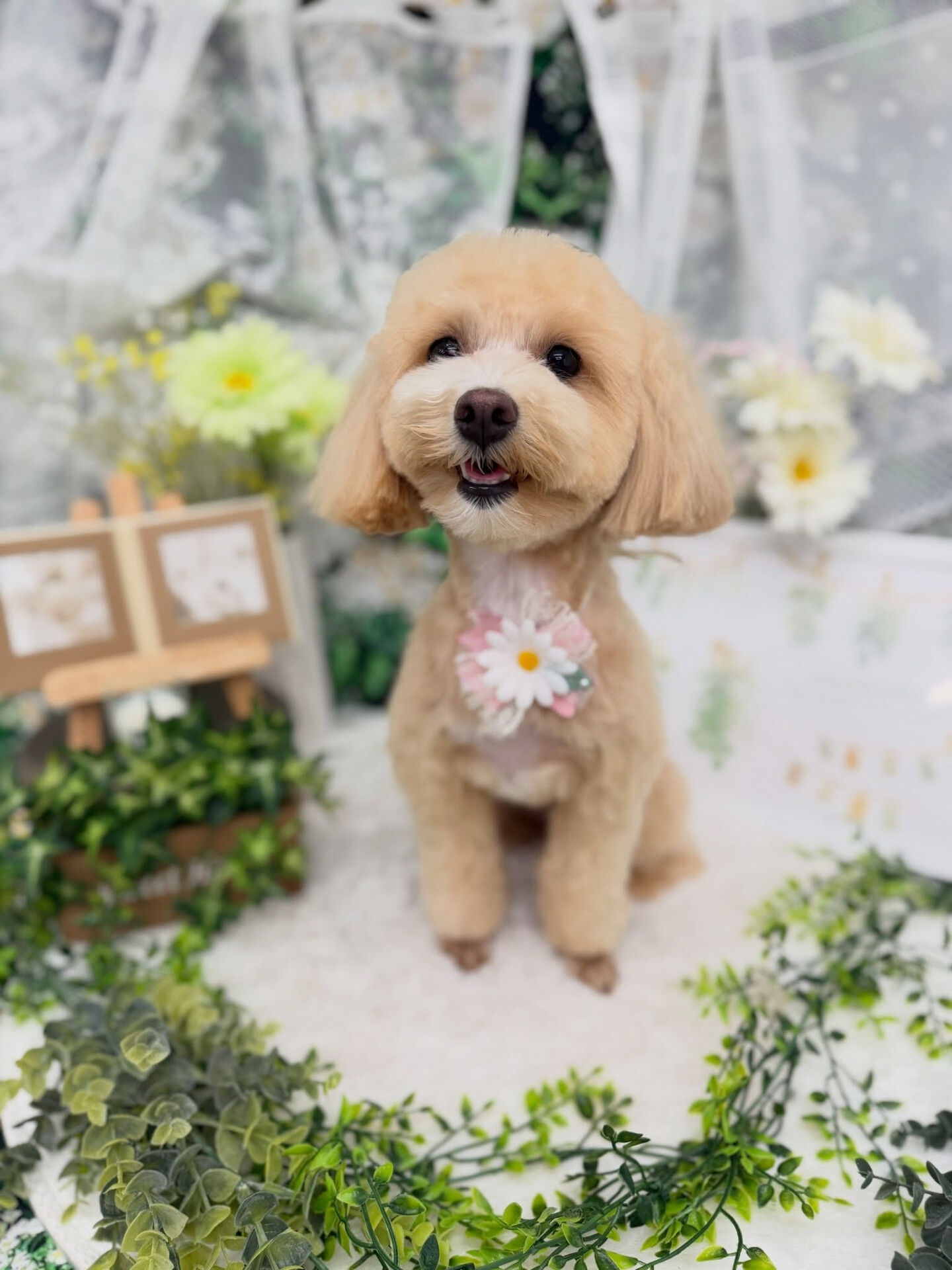 マルプー♡サマーカット