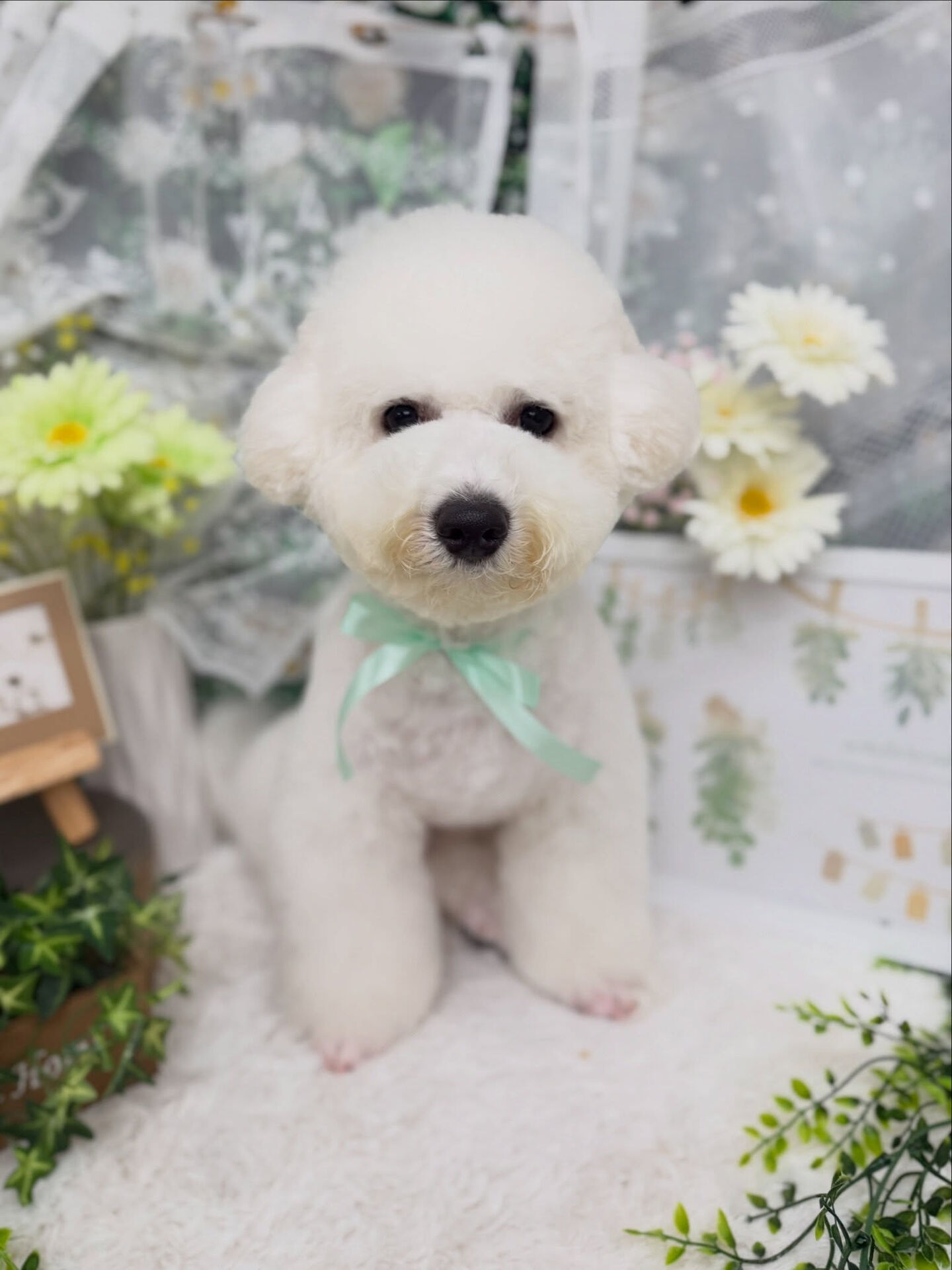 ビションフリーゼ♡ファーストトリミング