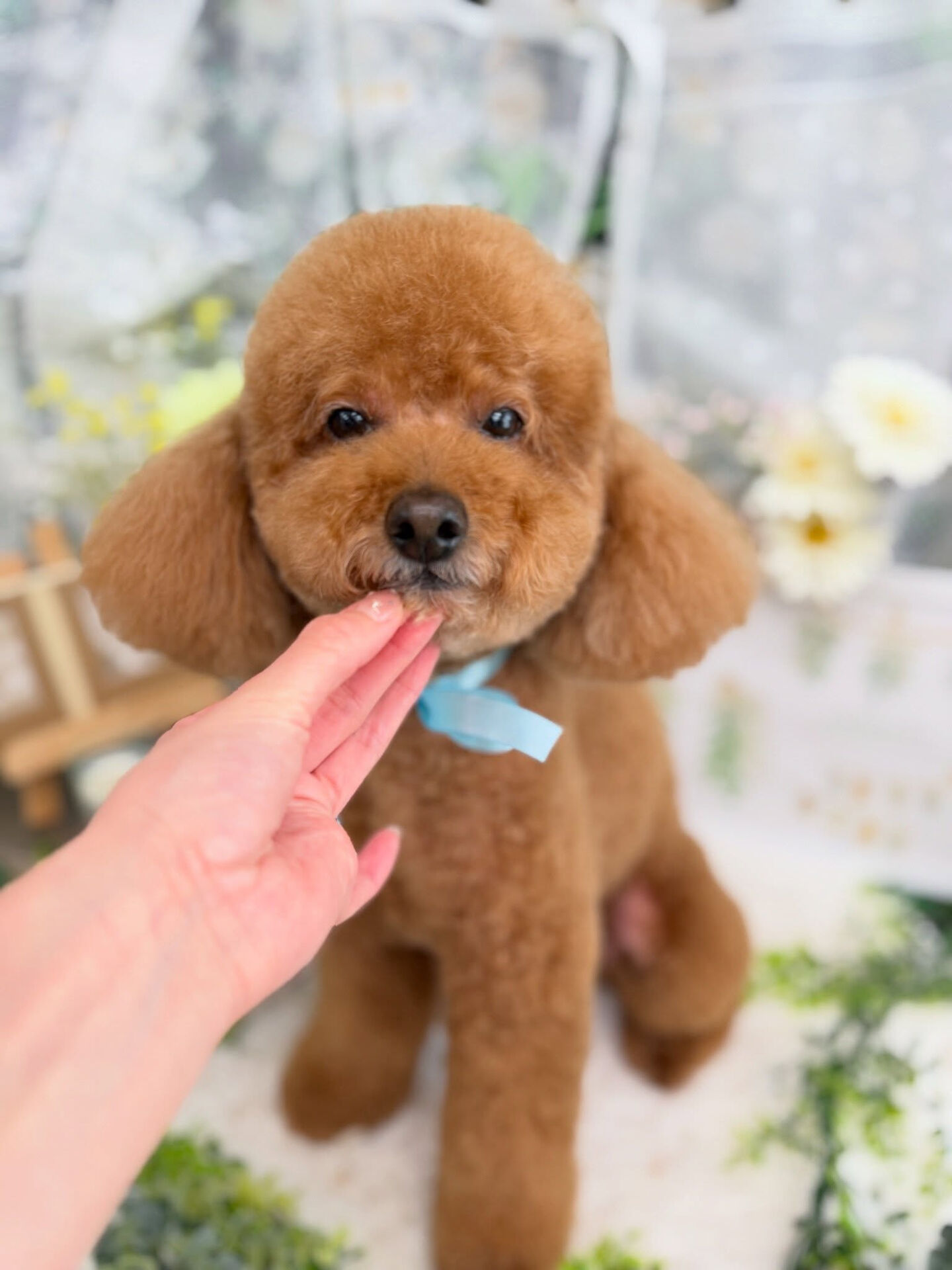 トイプードル♡ベアカット