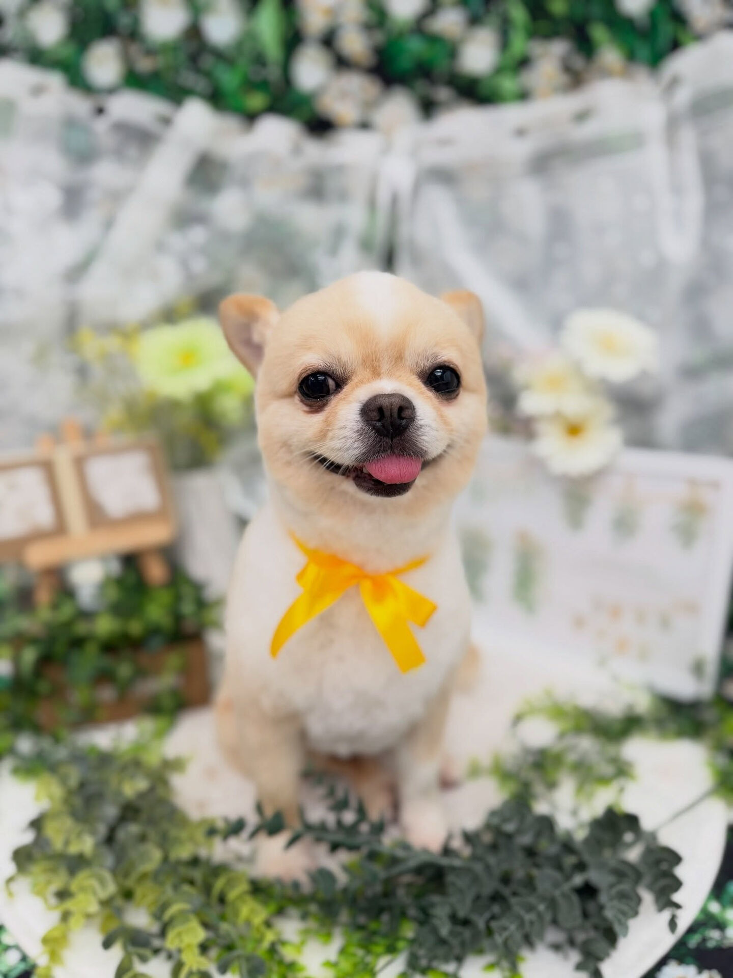 チワワ♡柴犬カット
