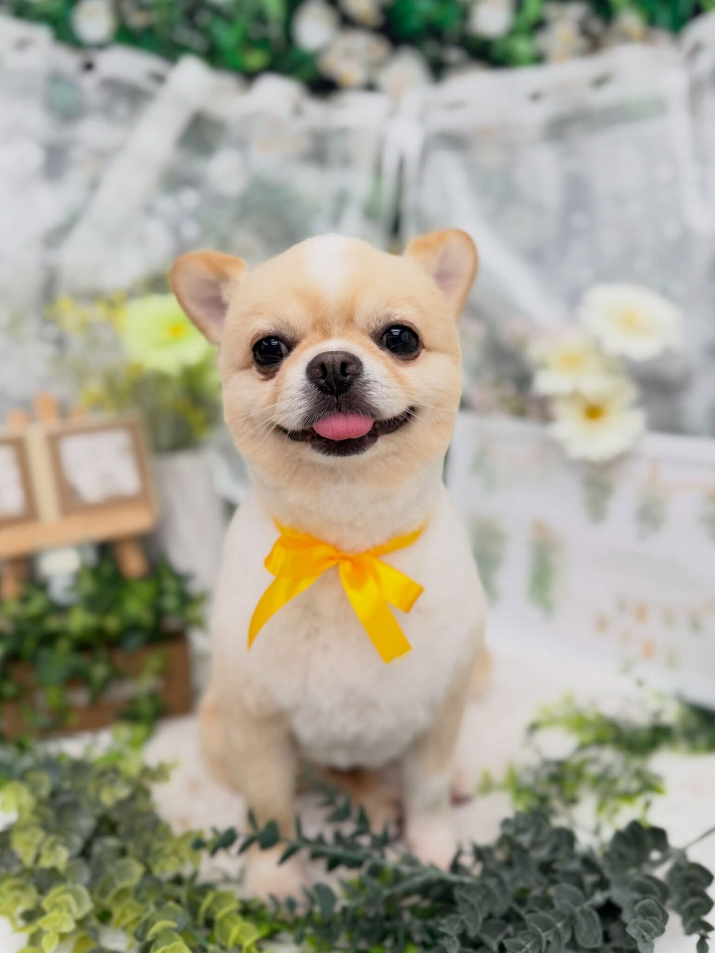 チワワ♡柴犬カット